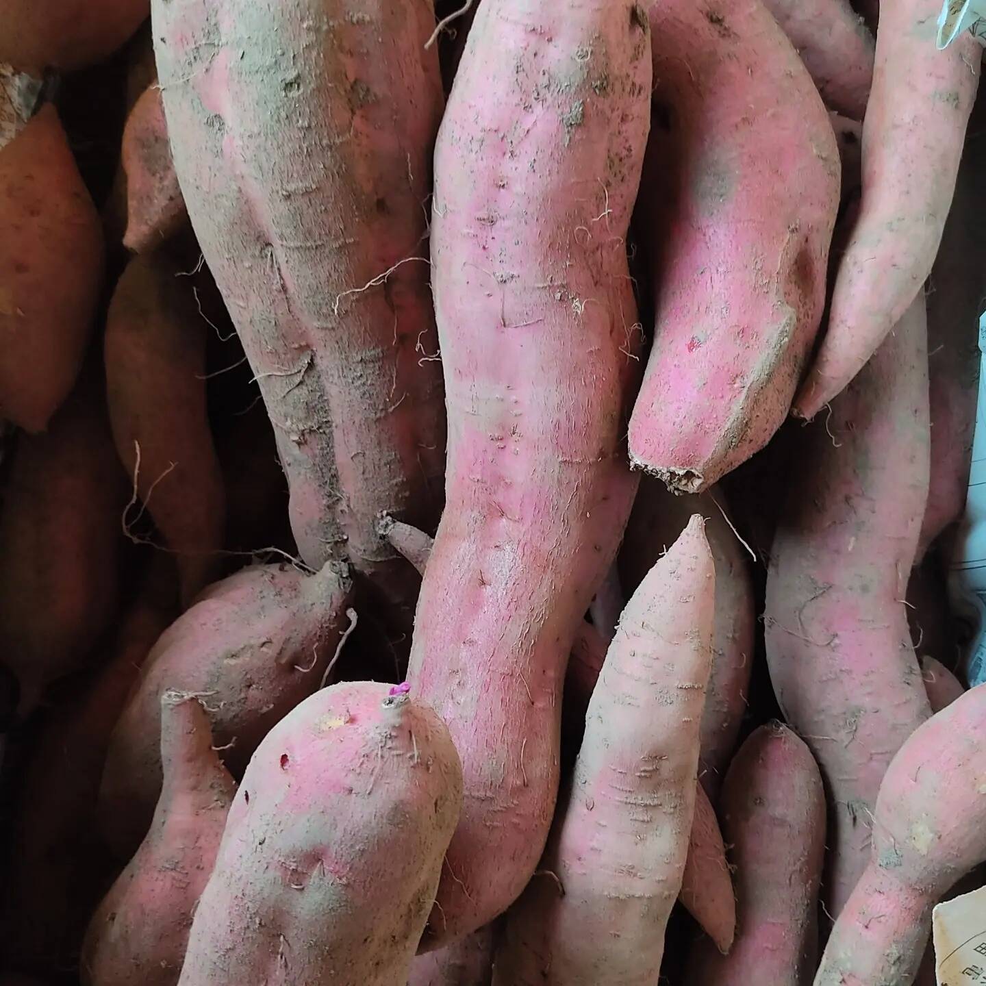 新品種さつまいも【あまはづき】サイズ無選別：山形県産のあまはづき