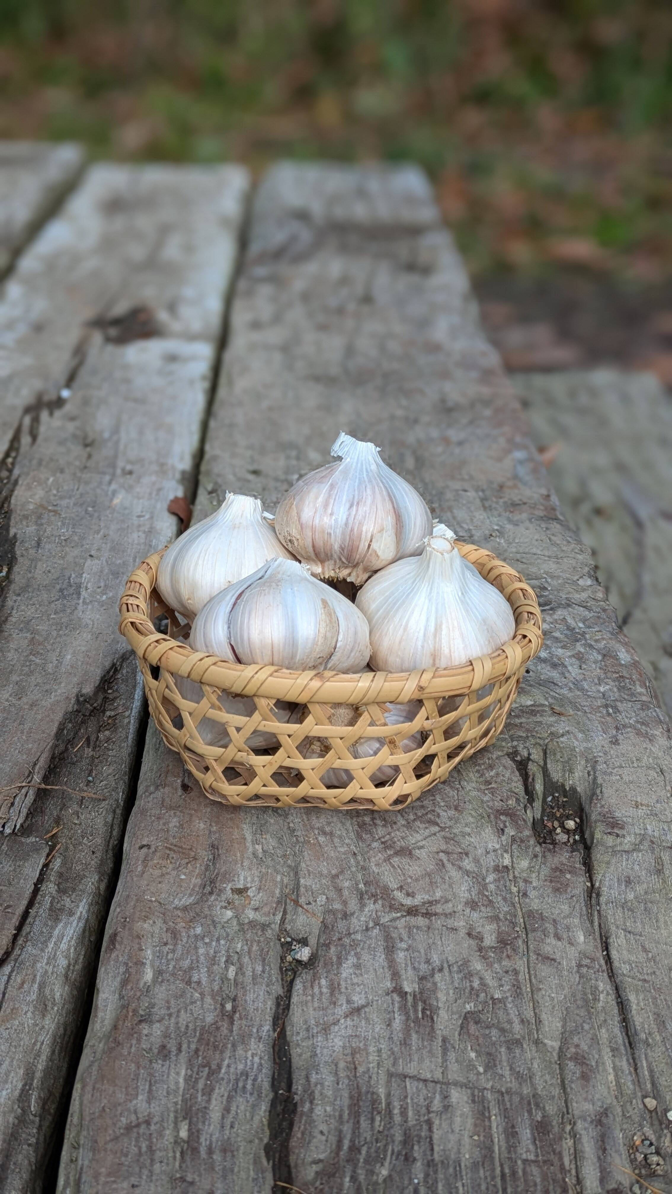 令和6年産】貴重な北海道在来種ニンニク中小1kg：北海道産の野菜｜食べ