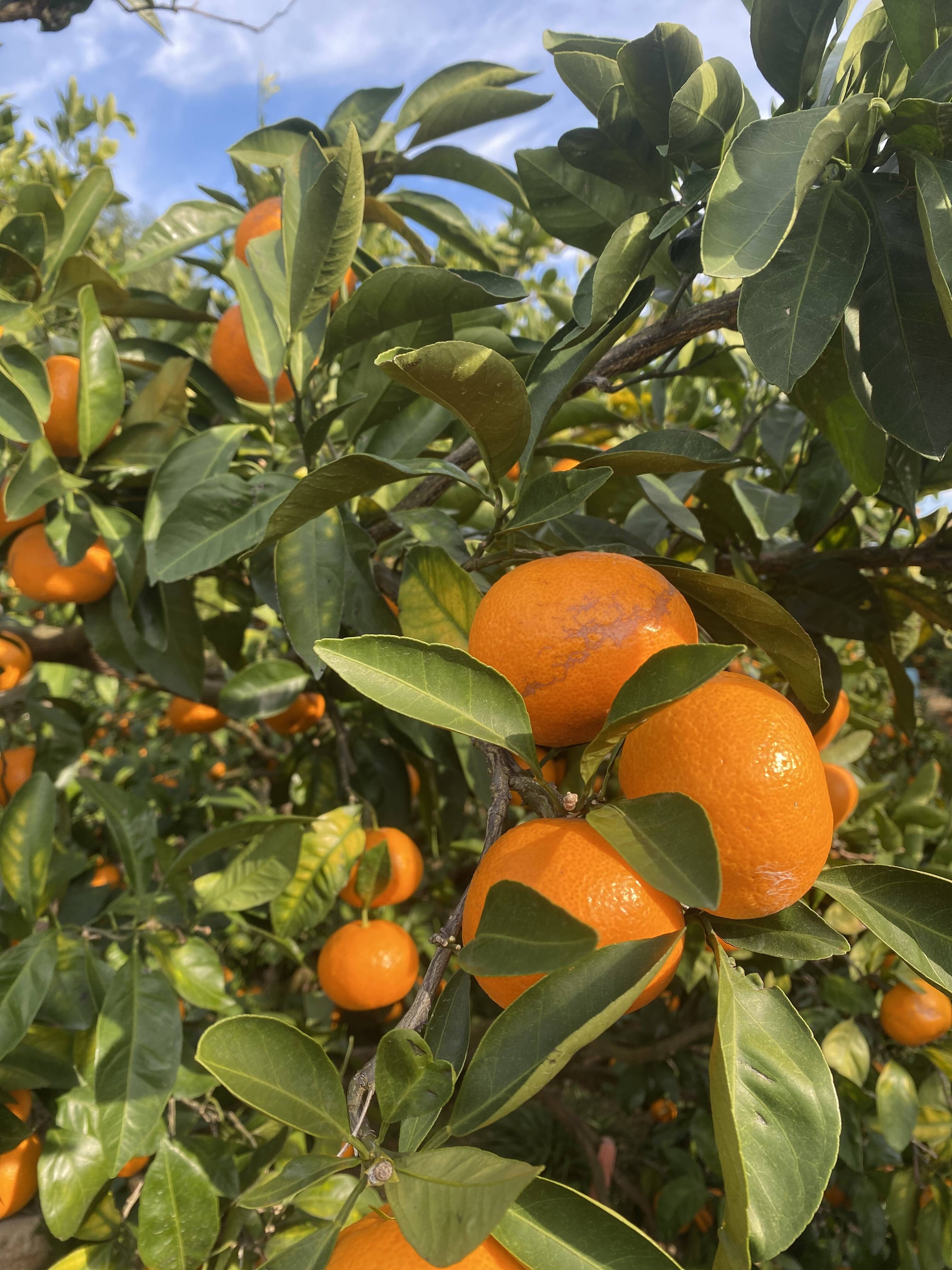 三ヶ日早生みかん「ブサ皮くん」5kg：静岡県産のみかん・柑橘類｜食べ