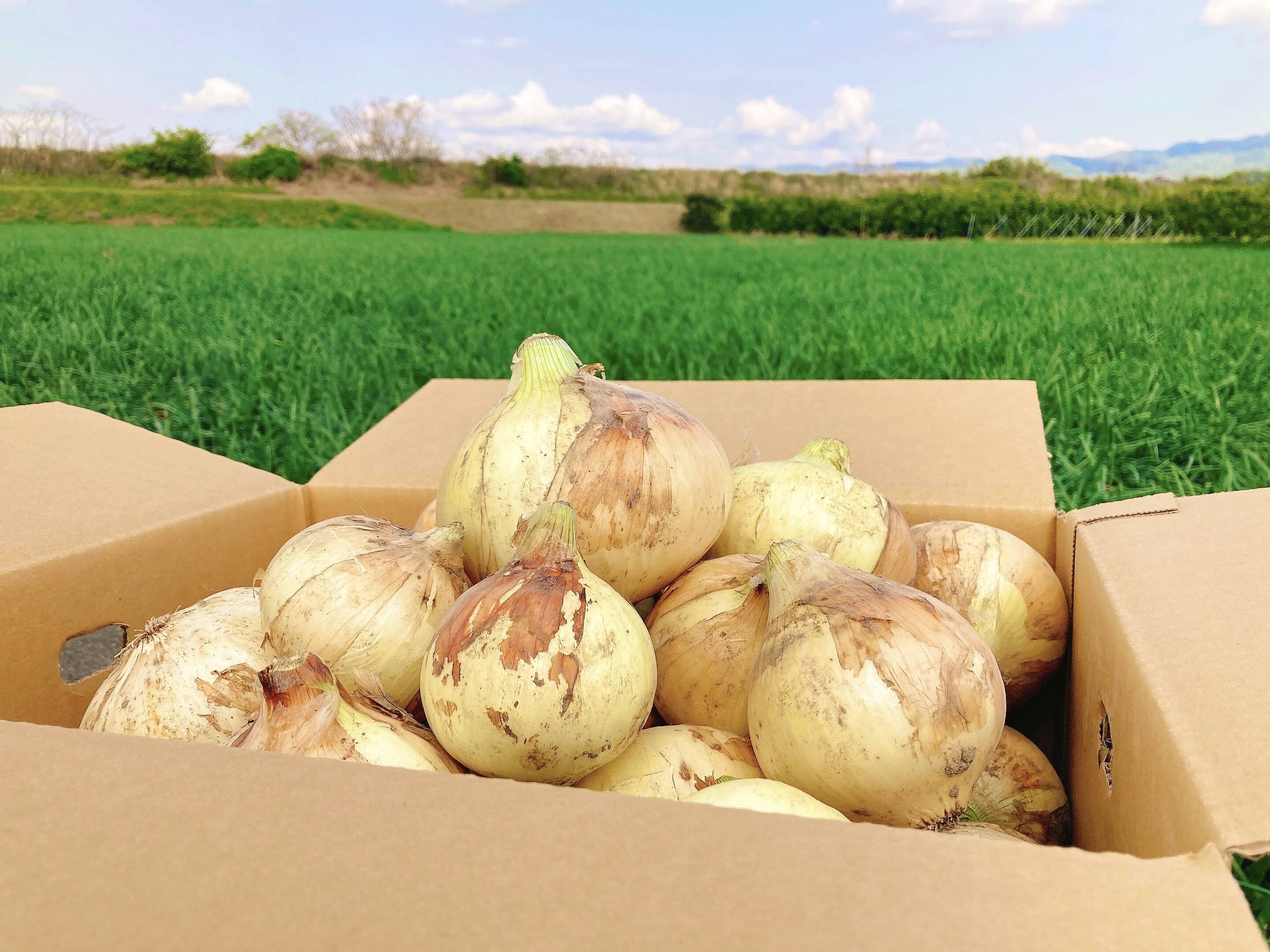 ＼半額SALE／ 生でも甘ーい】新玉ねぎ10キロ⭐️低農薬：和歌山県産のその他 野菜