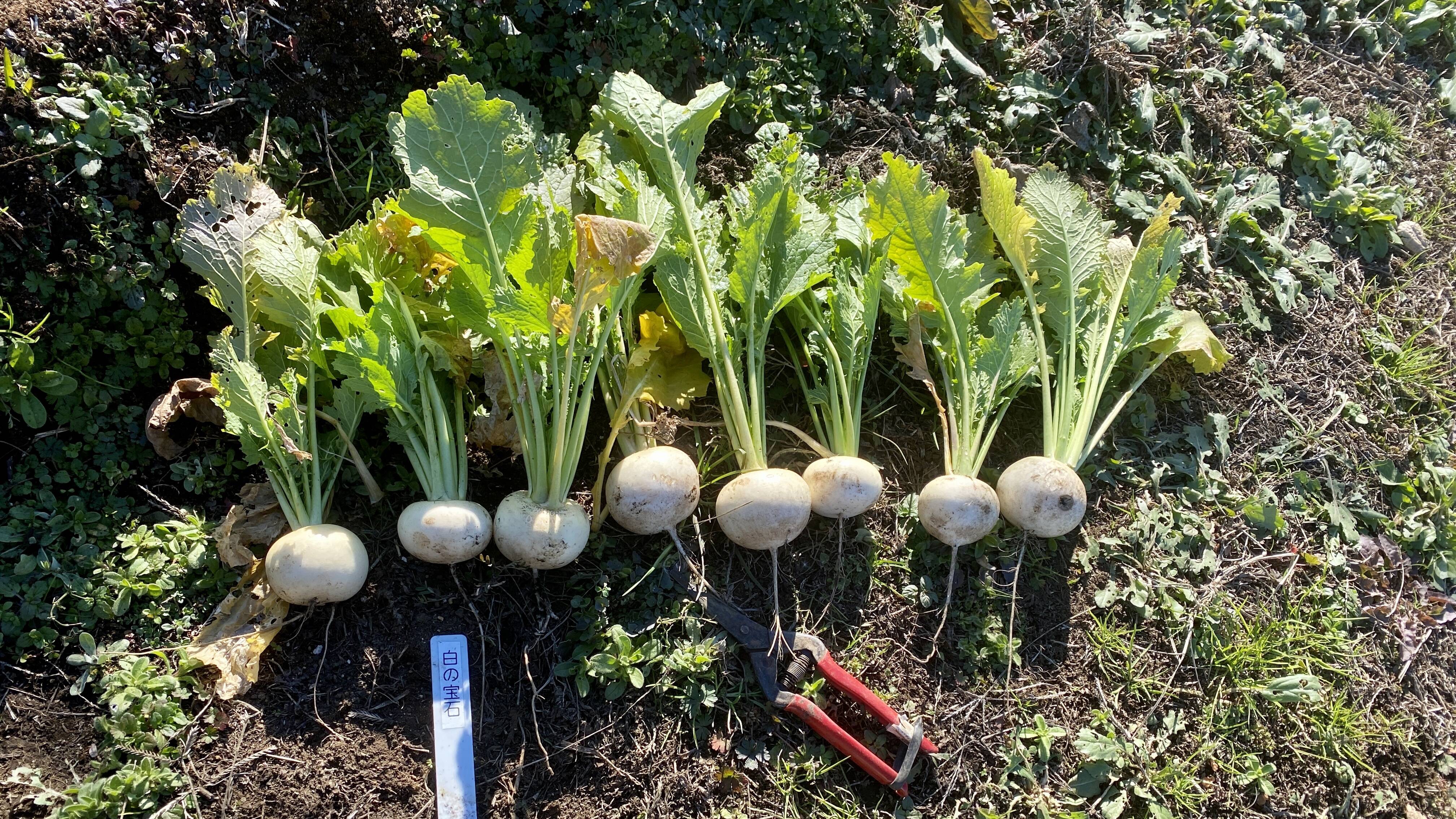 カブの種取り準備 食べチョク 産地直送 産直 お取り寄せ通販 農家 漁師から旬の食材を直送