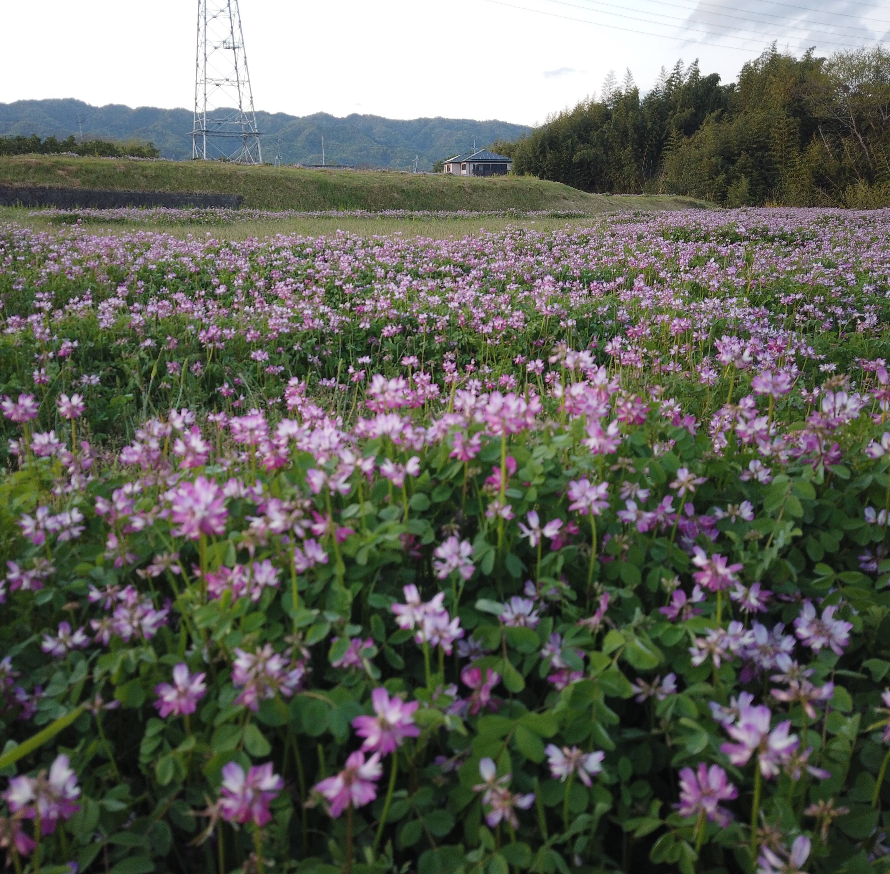 空飛ぶ農家 蓮華栽培 天日干し 黒米(1Kg)：和歌山県産のお米｜食べ 