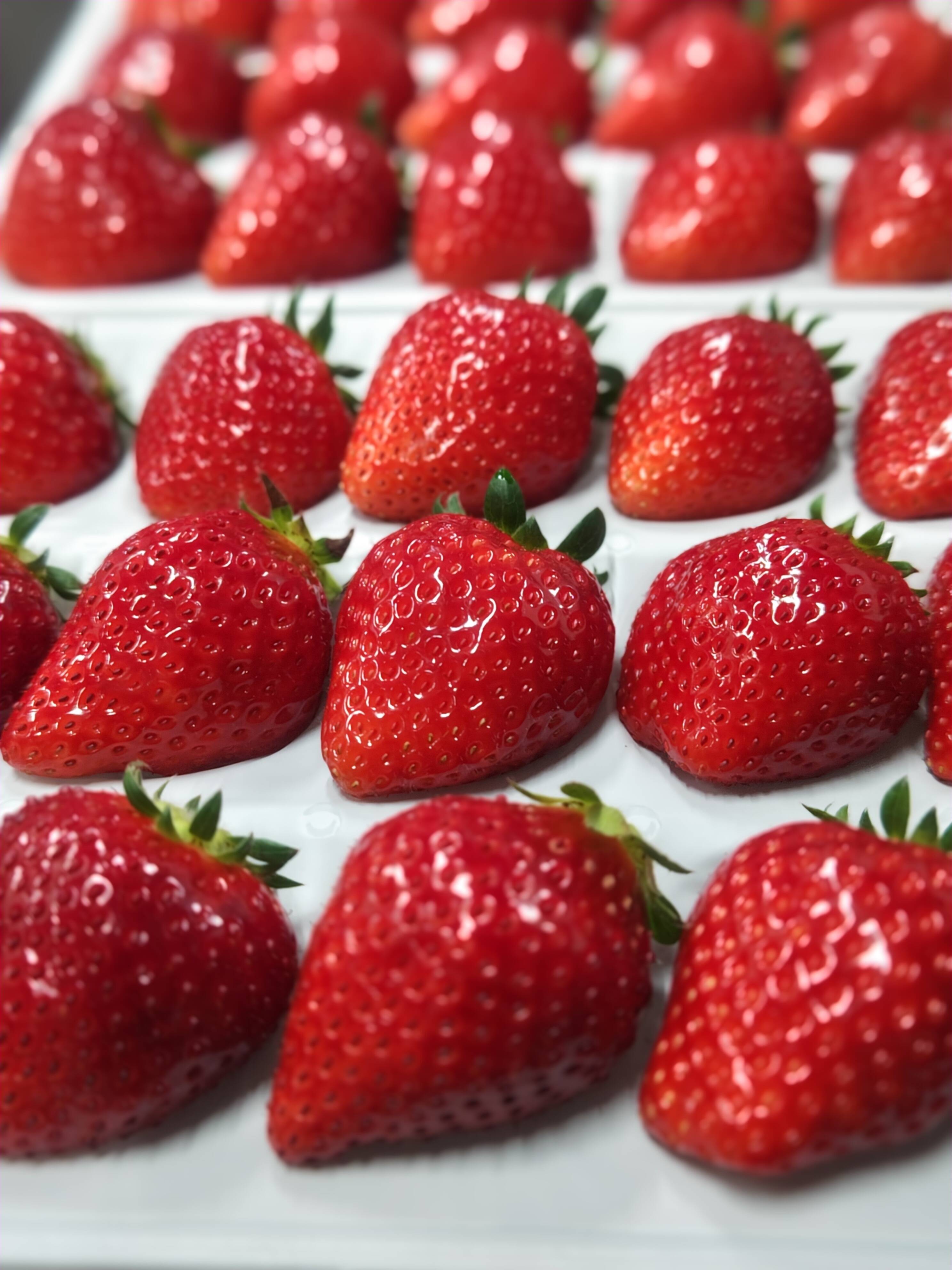 コードファーム175の「ほしうらら」！いちごグランプリ2025「総合大賞