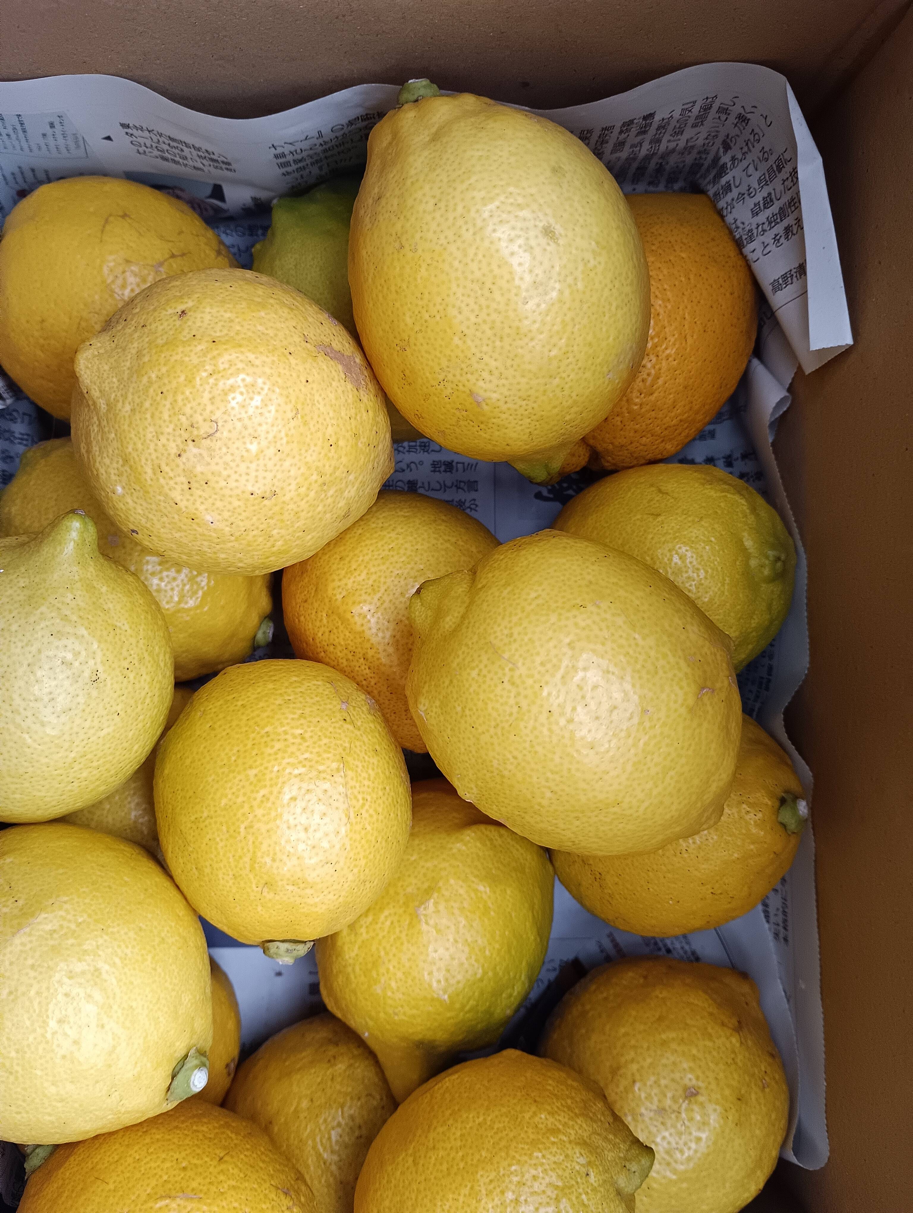 防腐剤、ワックス不使用 皮ごと使用激安広島県産レモン 訳あり品 2kg