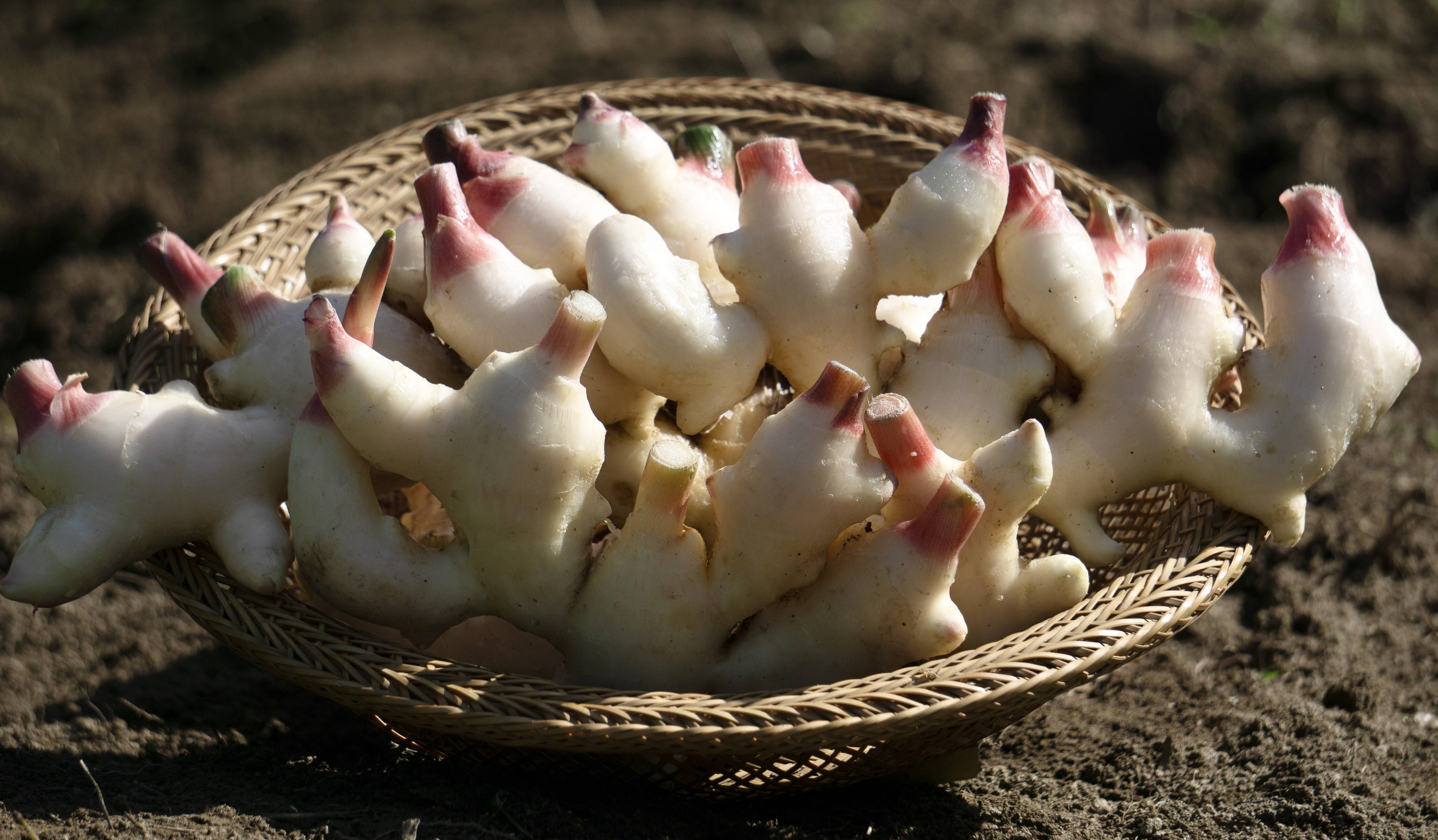 秋の味覚 京都府産 露地新生姜2kg 土付き：京都府産のその他薬味