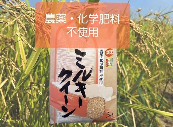 ミルキークィーン　自然栽培　農薬　栽培期間中不使用　玄米５ｋｇ「精米し発送」 ミルキークィーン自然栽培農薬栽培期間中不使用玄米5kg「精米