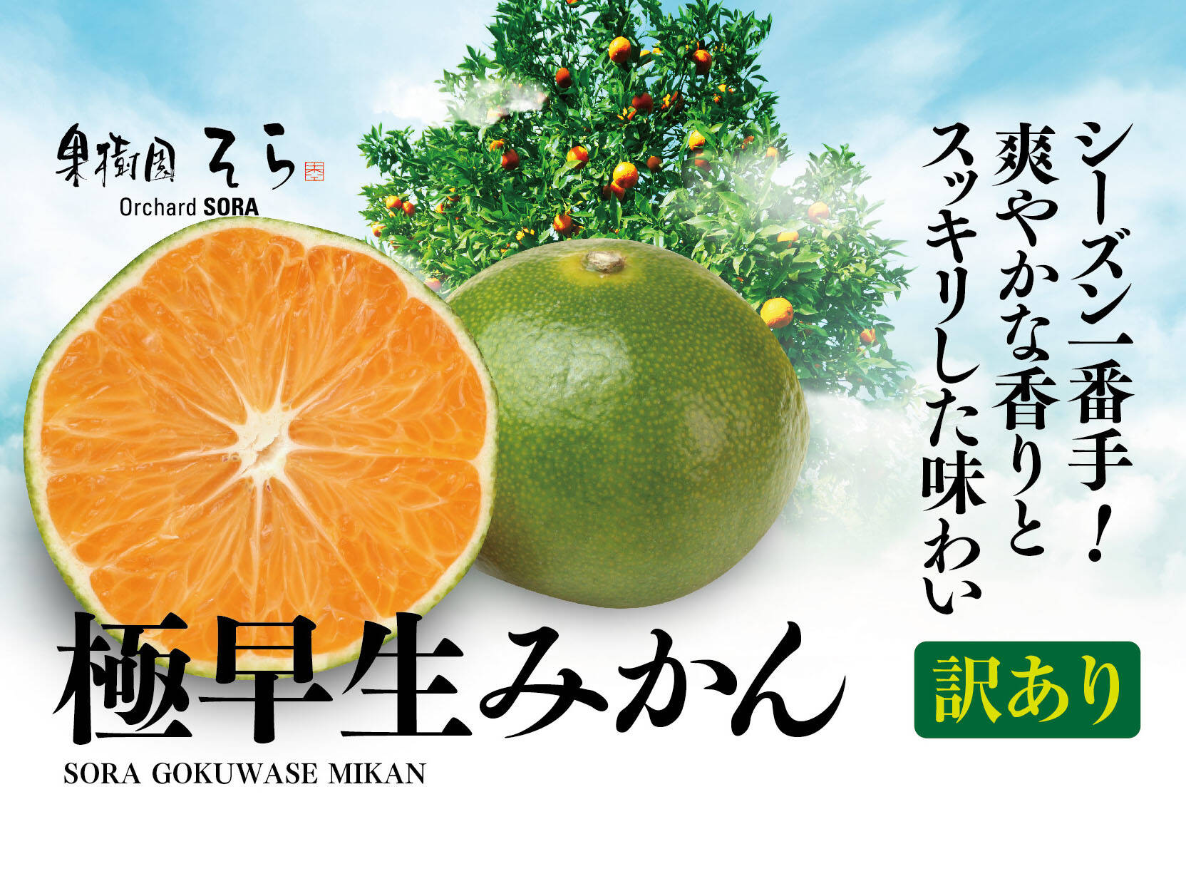 そらみかん【天空のみかん】愛媛産みかん 極早生 訳あり 5kg：愛媛県産