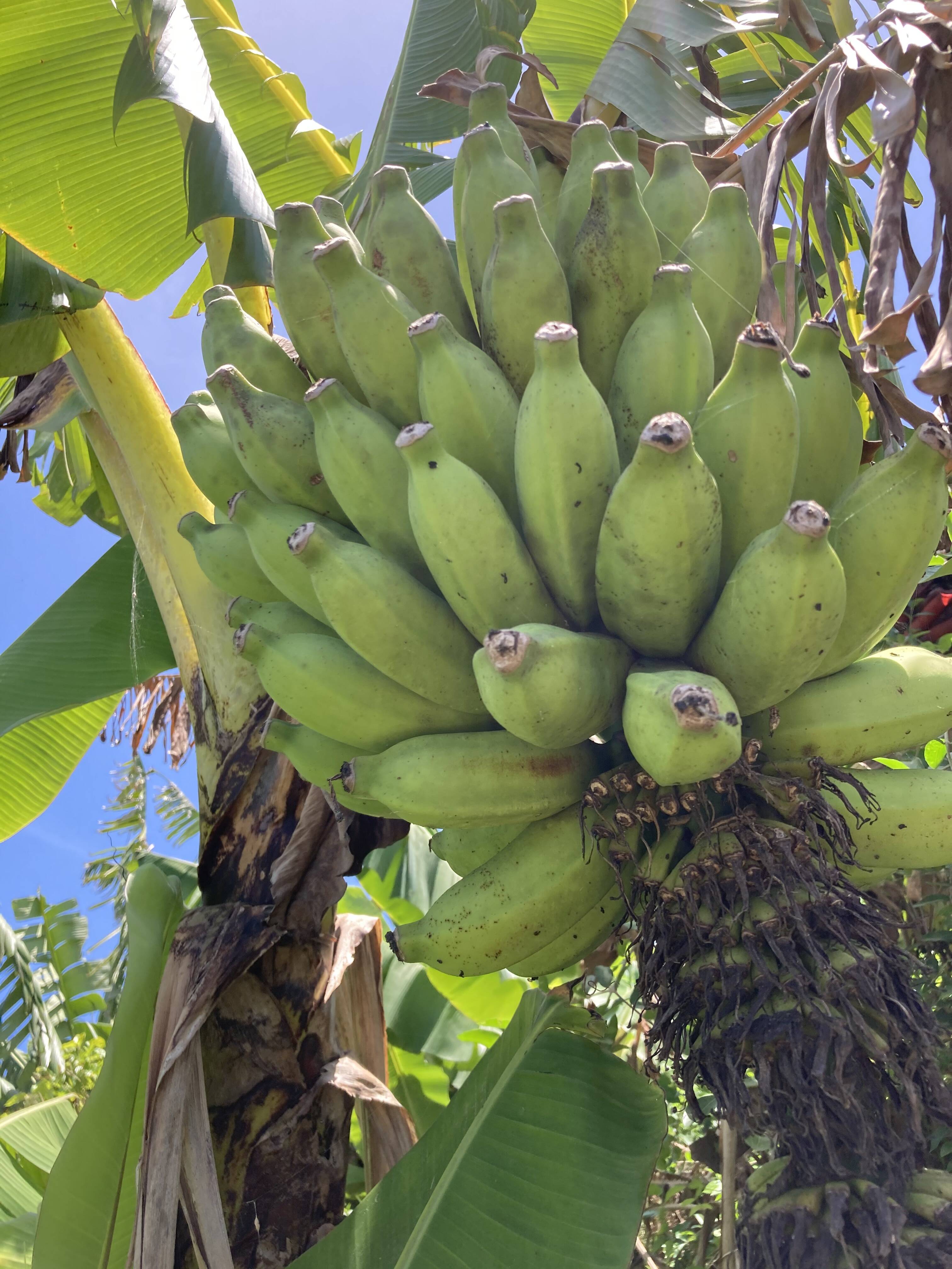 冬ギフト】甘みと酸味のハーモニー！自然栽培バナナ（そのとき採れてる