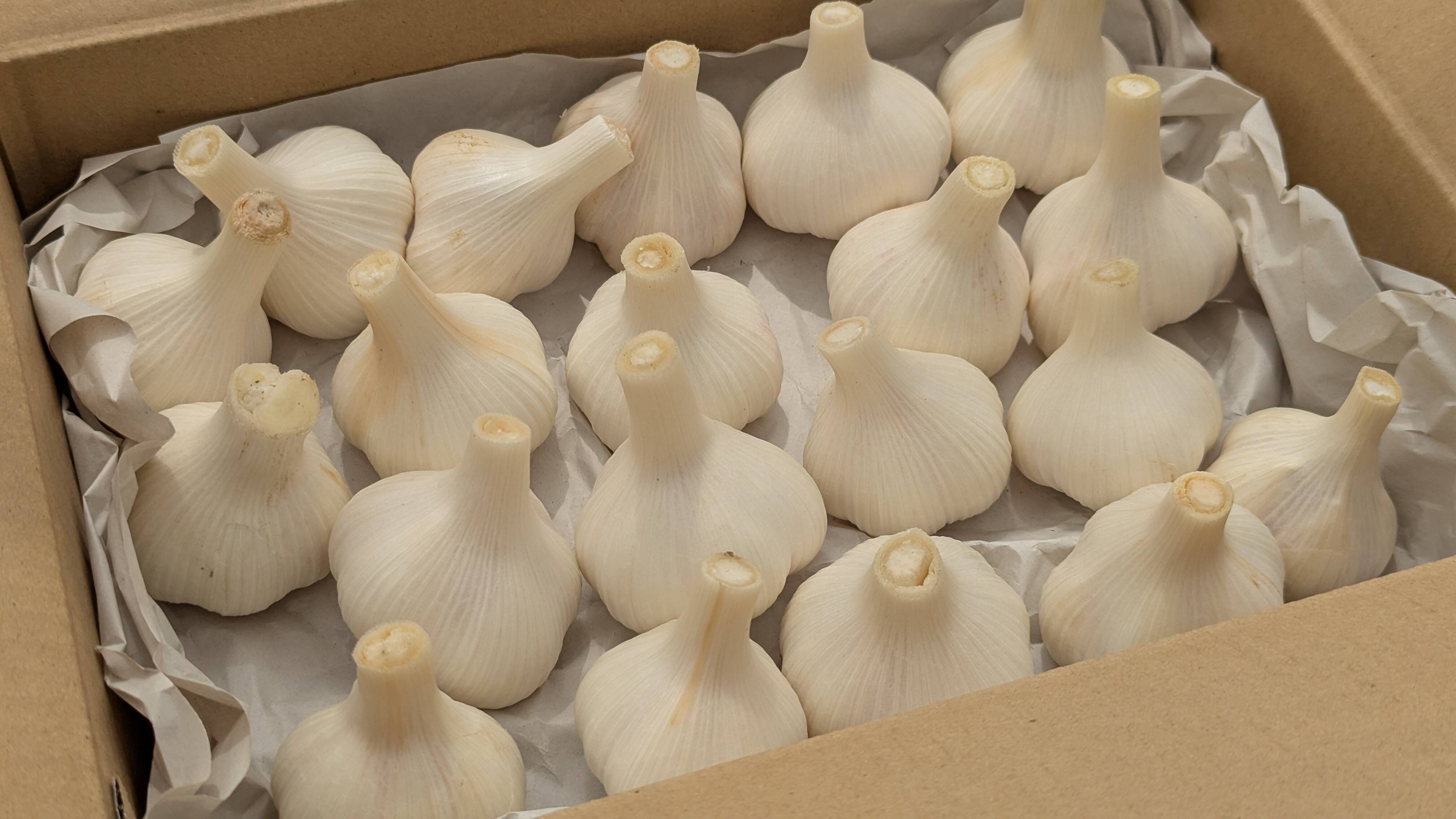 農薬・化学肥料不使用♪『新ニンニク』ニューホワイト6片1kg（約20玉