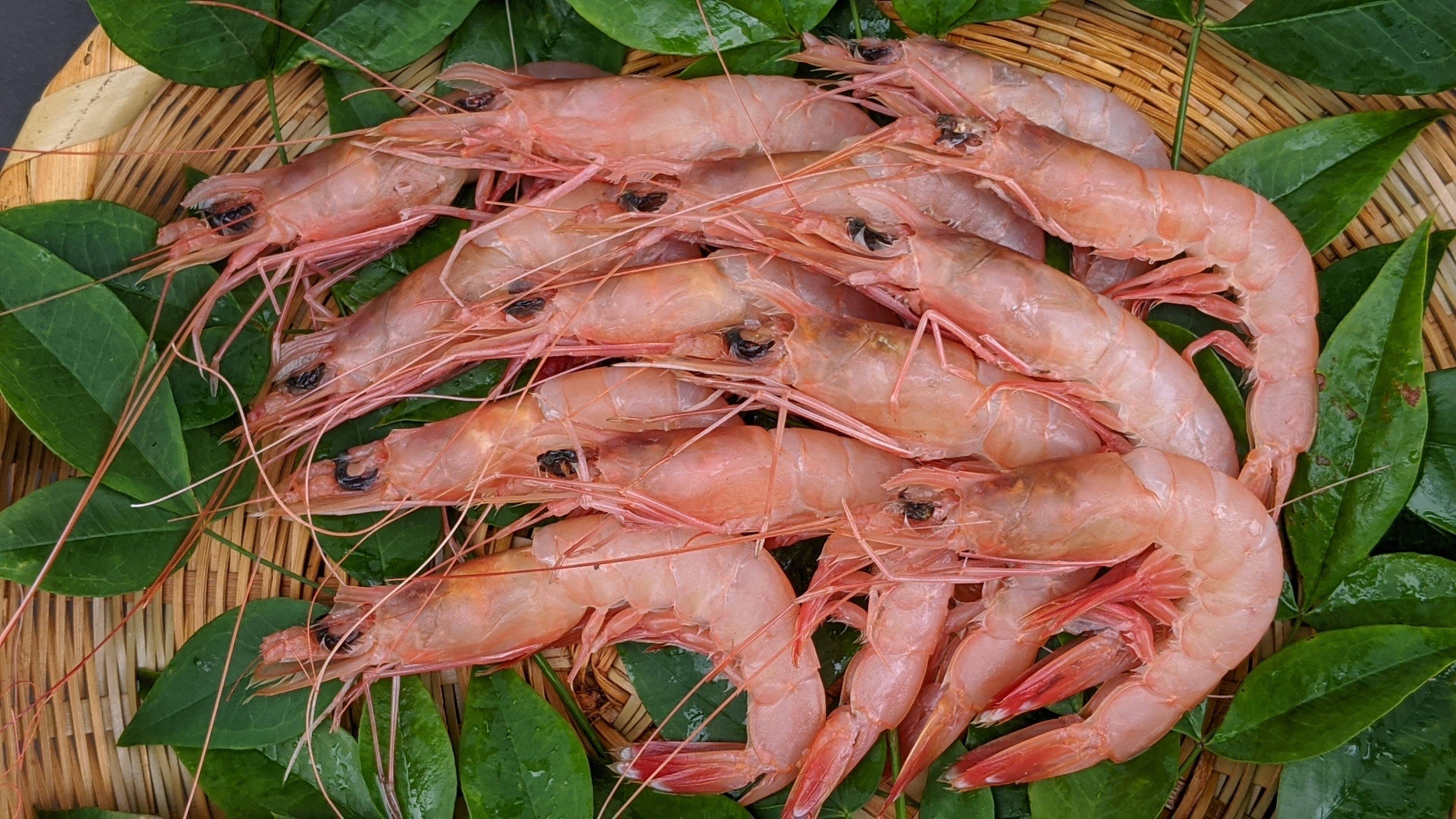 とろ り甘い 美しい珊瑚色をしたトロえび 中小 静岡県産 食べチョク 農家 漁師の産直ネット通販 旬の食材を生産者直送