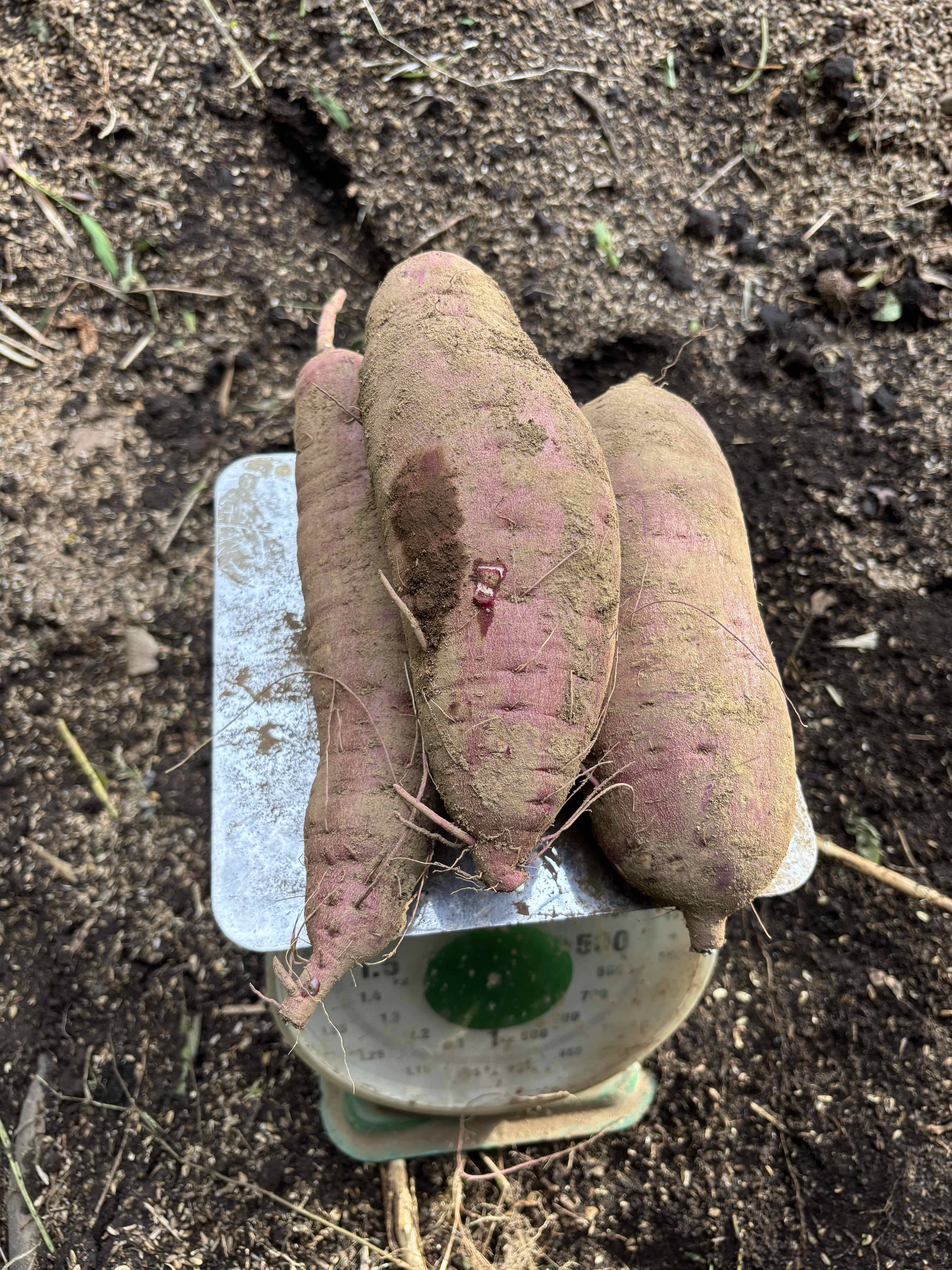 サツマイモ】☆紅はるか Lサイズ☆2kg☆農薬、化学肥料不使用☆自然な