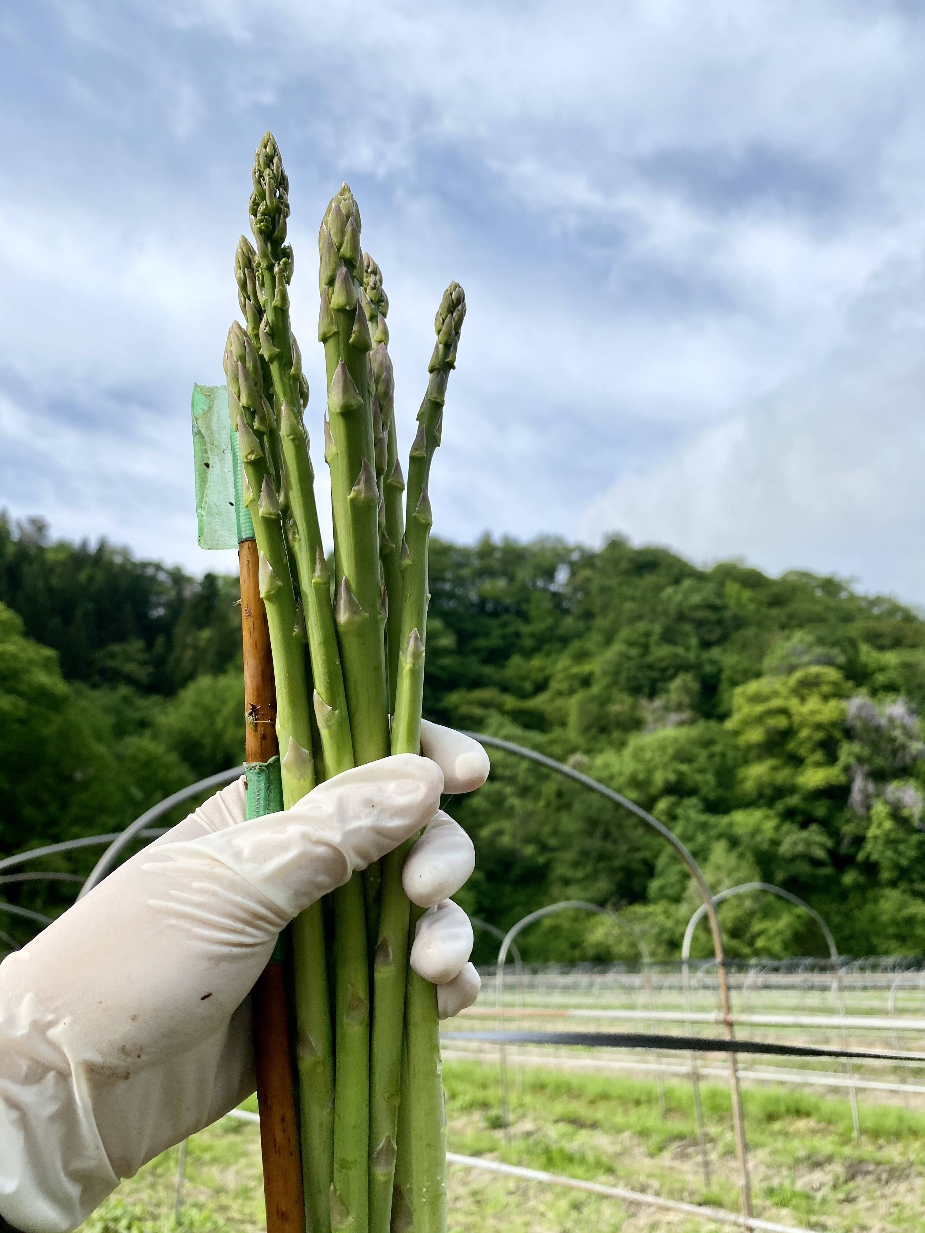 お得すぎる！？】高級食材アスパラガスサイズ混合B品2.5kgの大容量