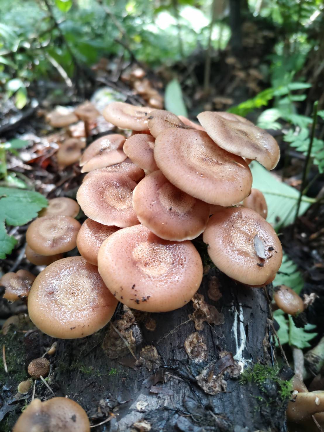 期間限定】みんな大好き！天然ナラタケ！お味噌汁やキノコ汁に最高