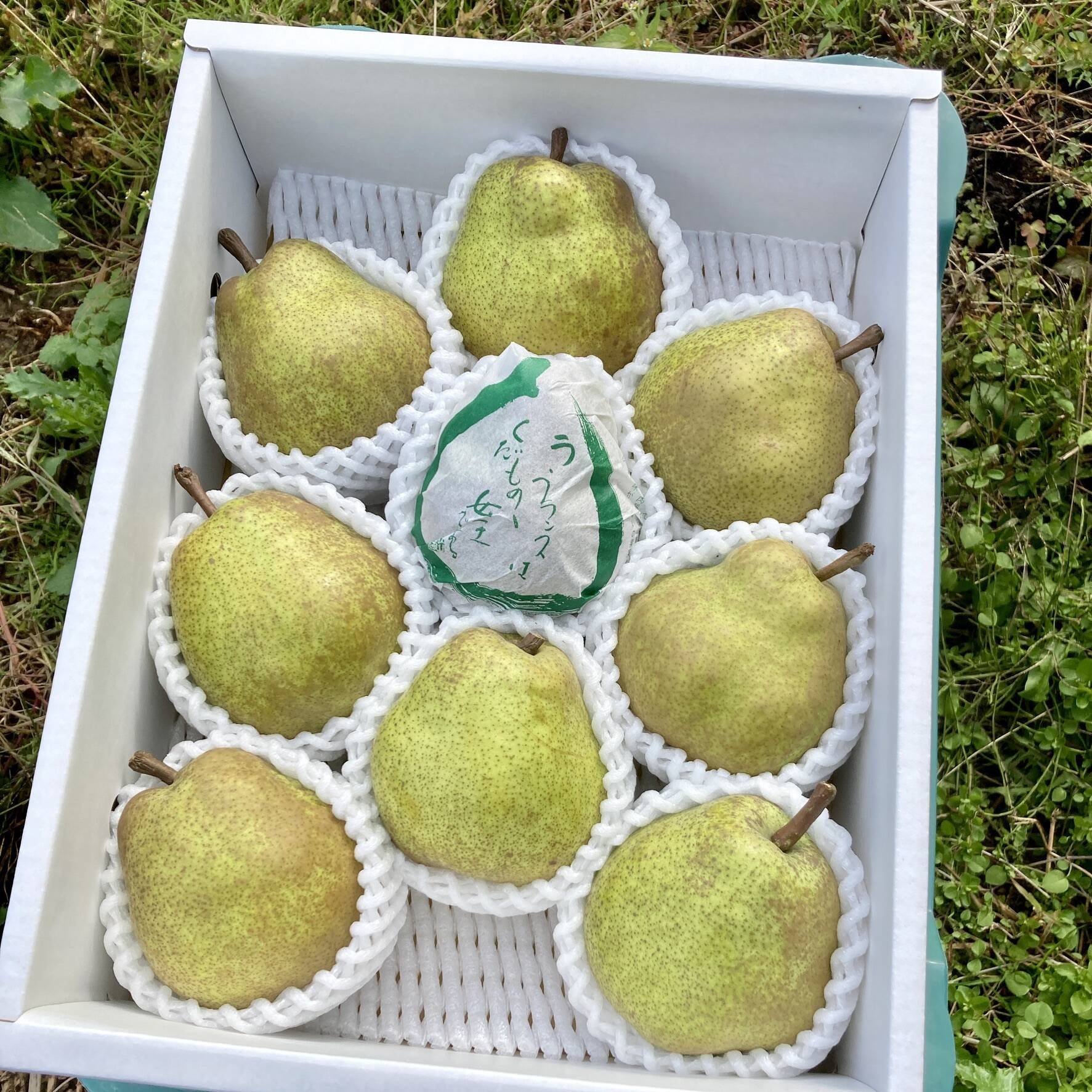 【ラフランス専業農家が贈る🍐】ラ・フランス ３ｋｇ 特秀 ９玉入り