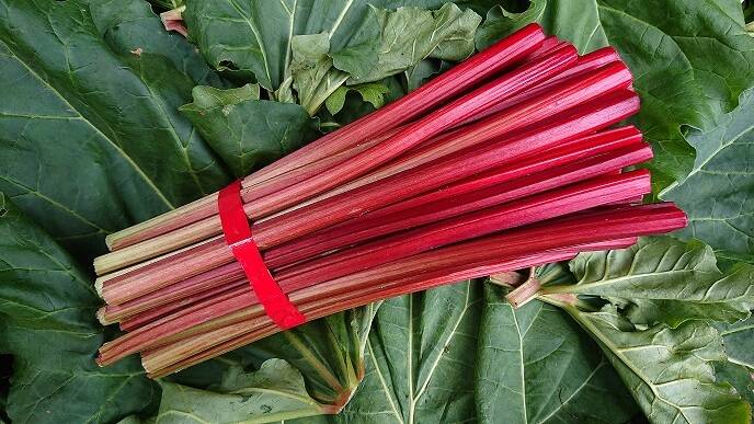 赤いルバーブ 5キロ 朝採り新鮮 送料無料 レシピ付き Organicfarmermag Com