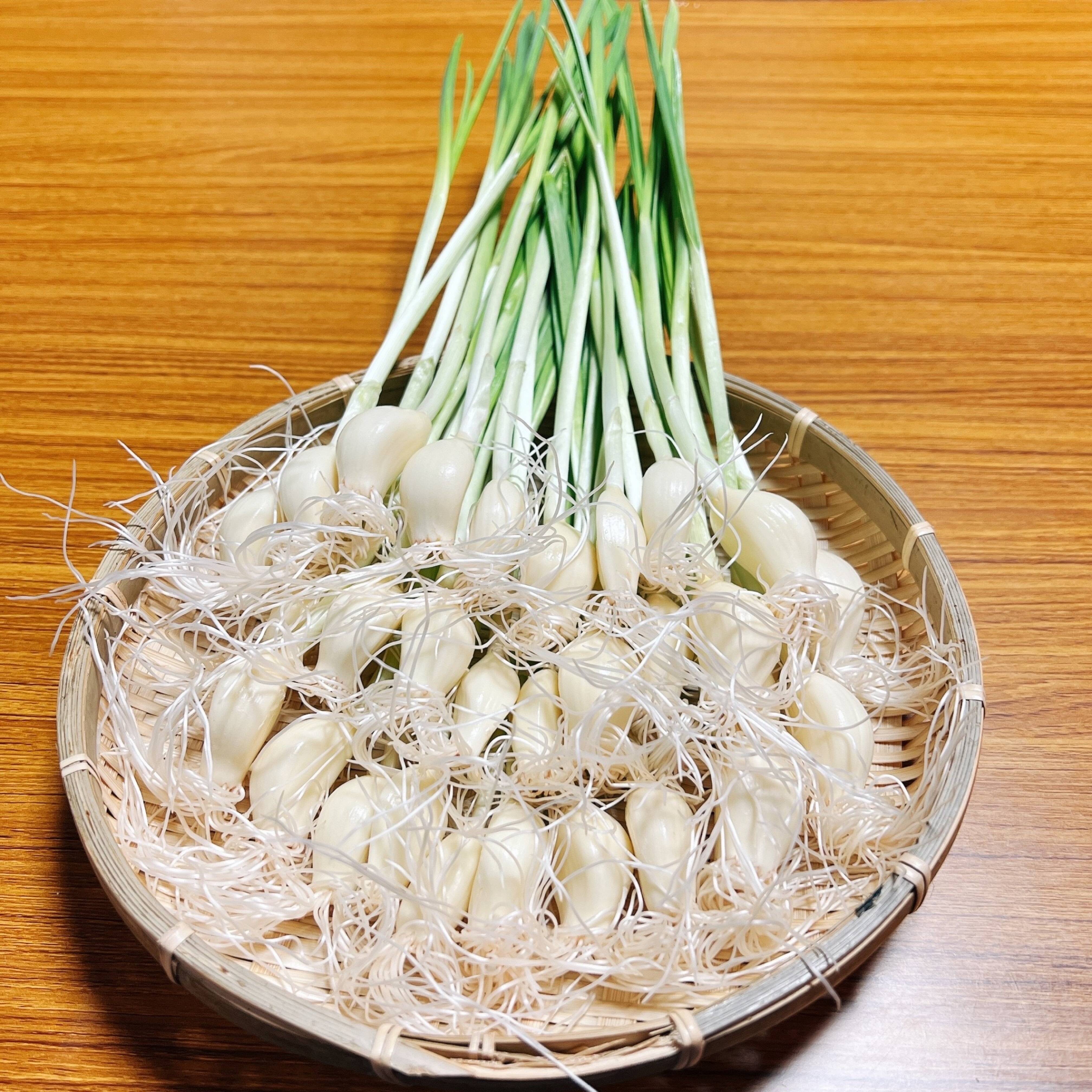 クール便】ホクホクな食感がクセになる！ 山梨県産こだわりの発芽