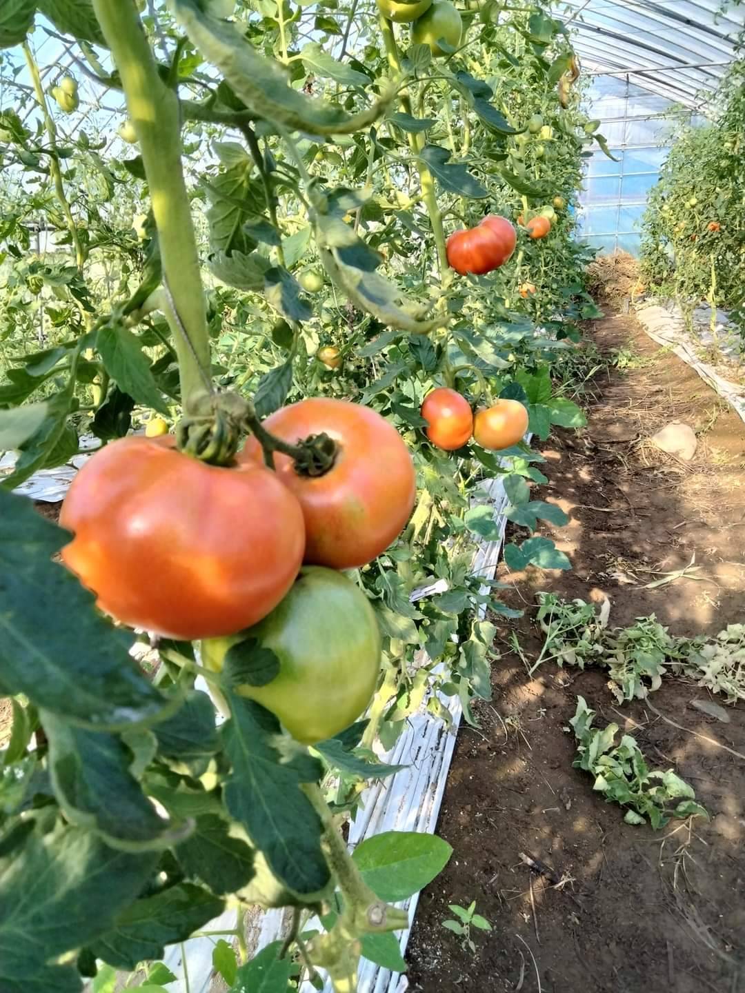 おひさま農園へのレビュー・商品：青森県｜食べチョク｜産地直送(産直