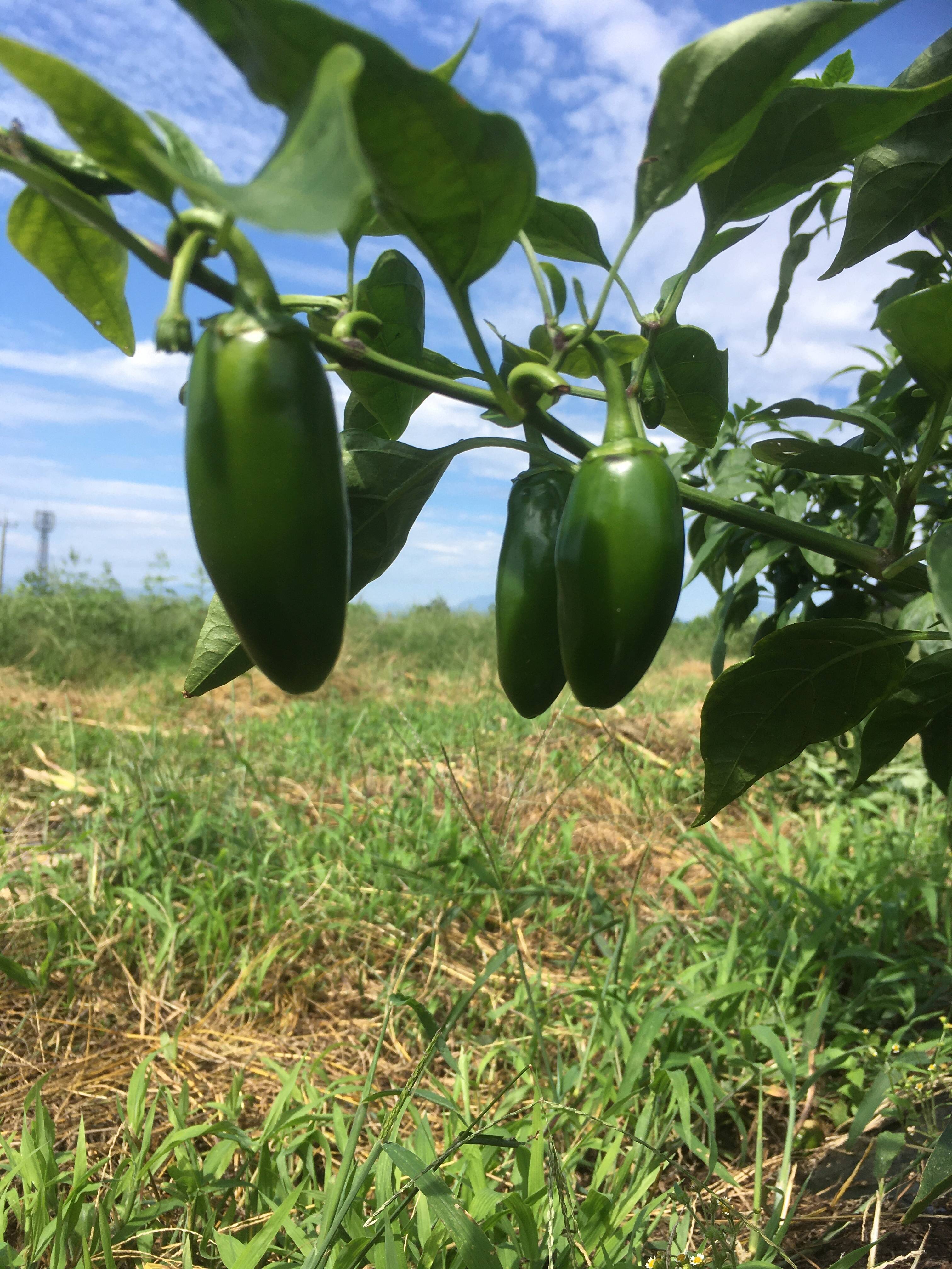 長野県産 乾燥ハラペーニョ 1kg以上 - 野菜