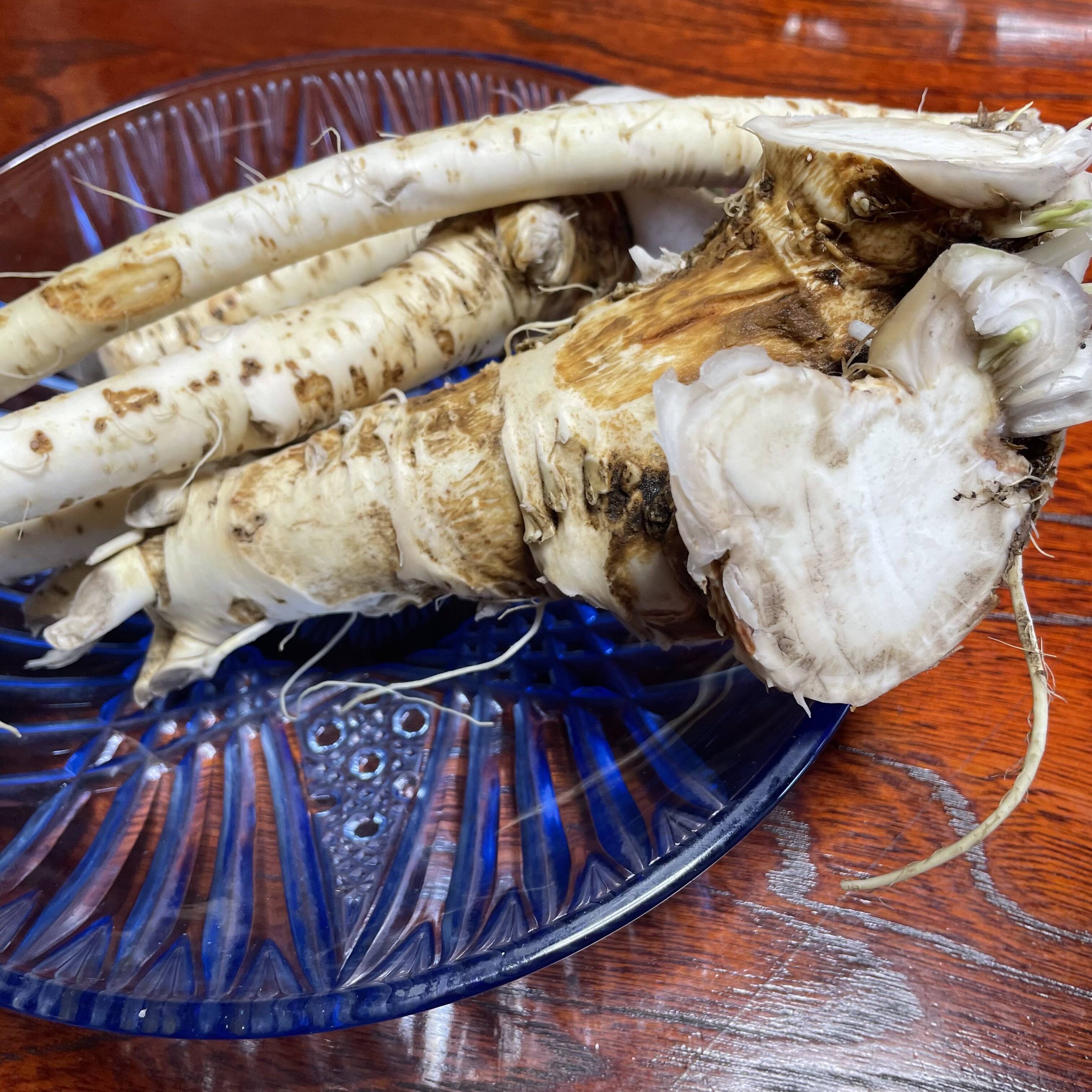 辛い！！ 【雪下山わさび】 ワサビ ホースラディッシュ 薬味 長野県産 