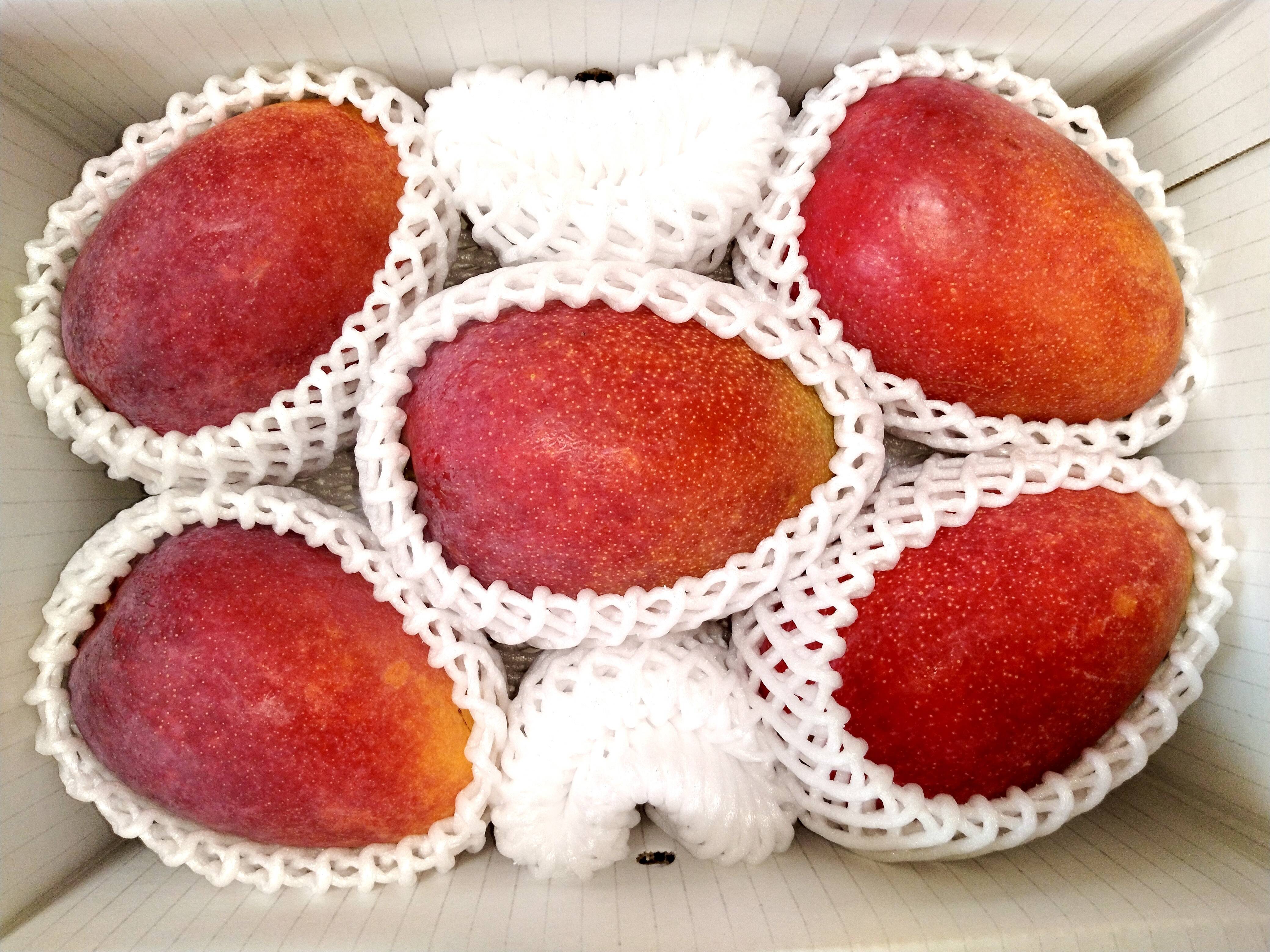 伊江島産マンゴー（家庭用・2kg・3〜6個入り）：沖縄県産のアーウィン