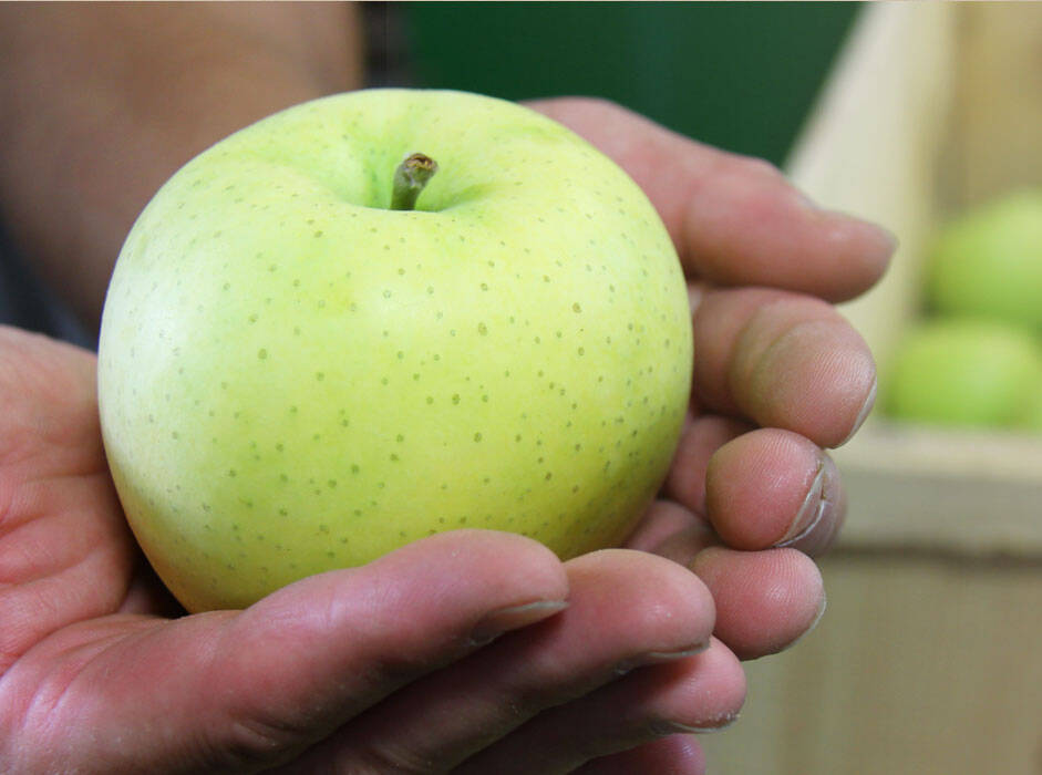 青森県産  黄王  りんご 加工用 20kg  産地直送 リンゴ