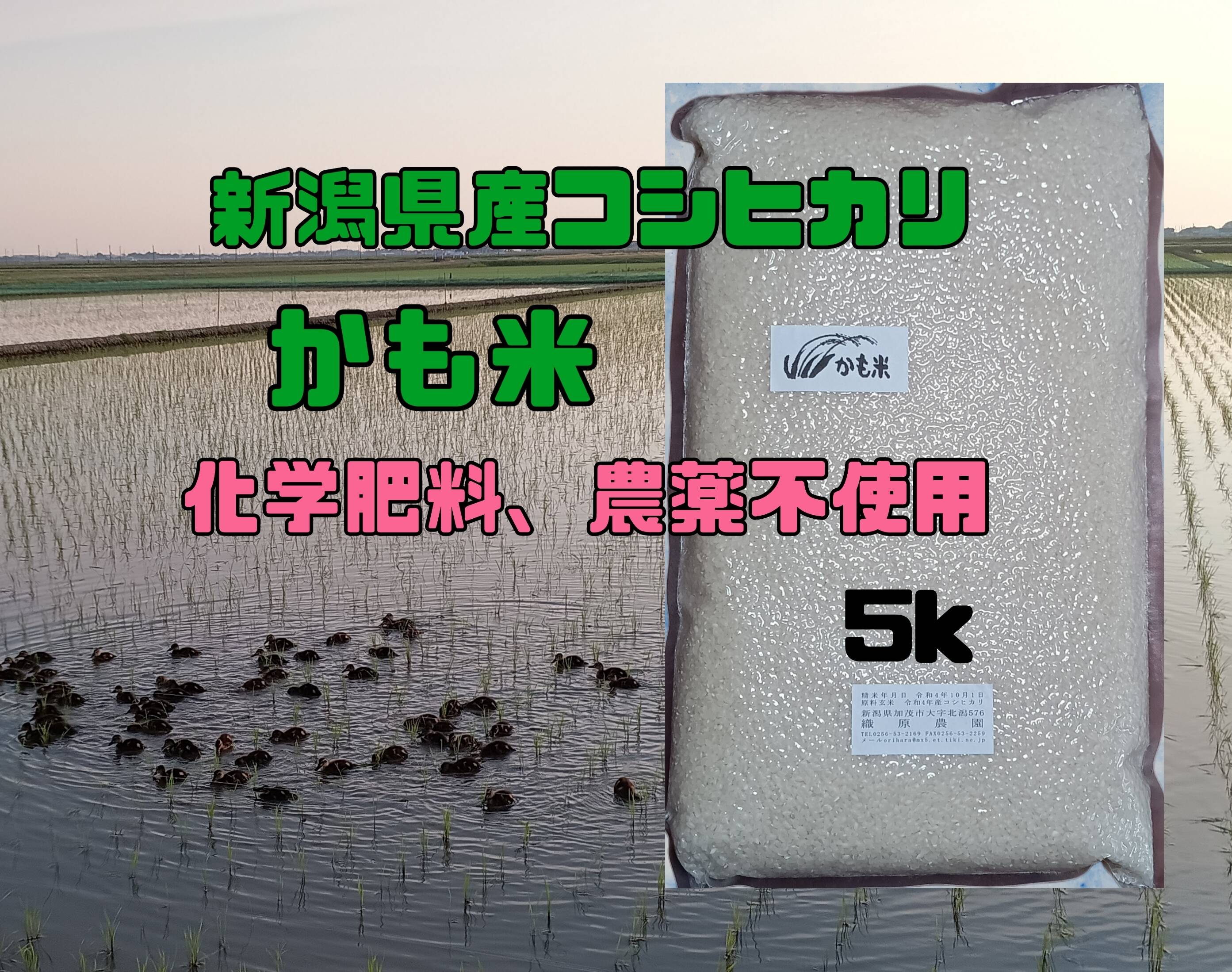 新潟県産コシヒカリかも米5k：新潟県産のコシヒカリ｜食べチョク