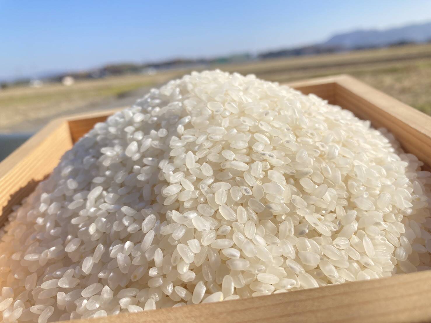 自家採種20年以上！自然農法・朝日米【2025年米・玄米10kg】：岡山県産