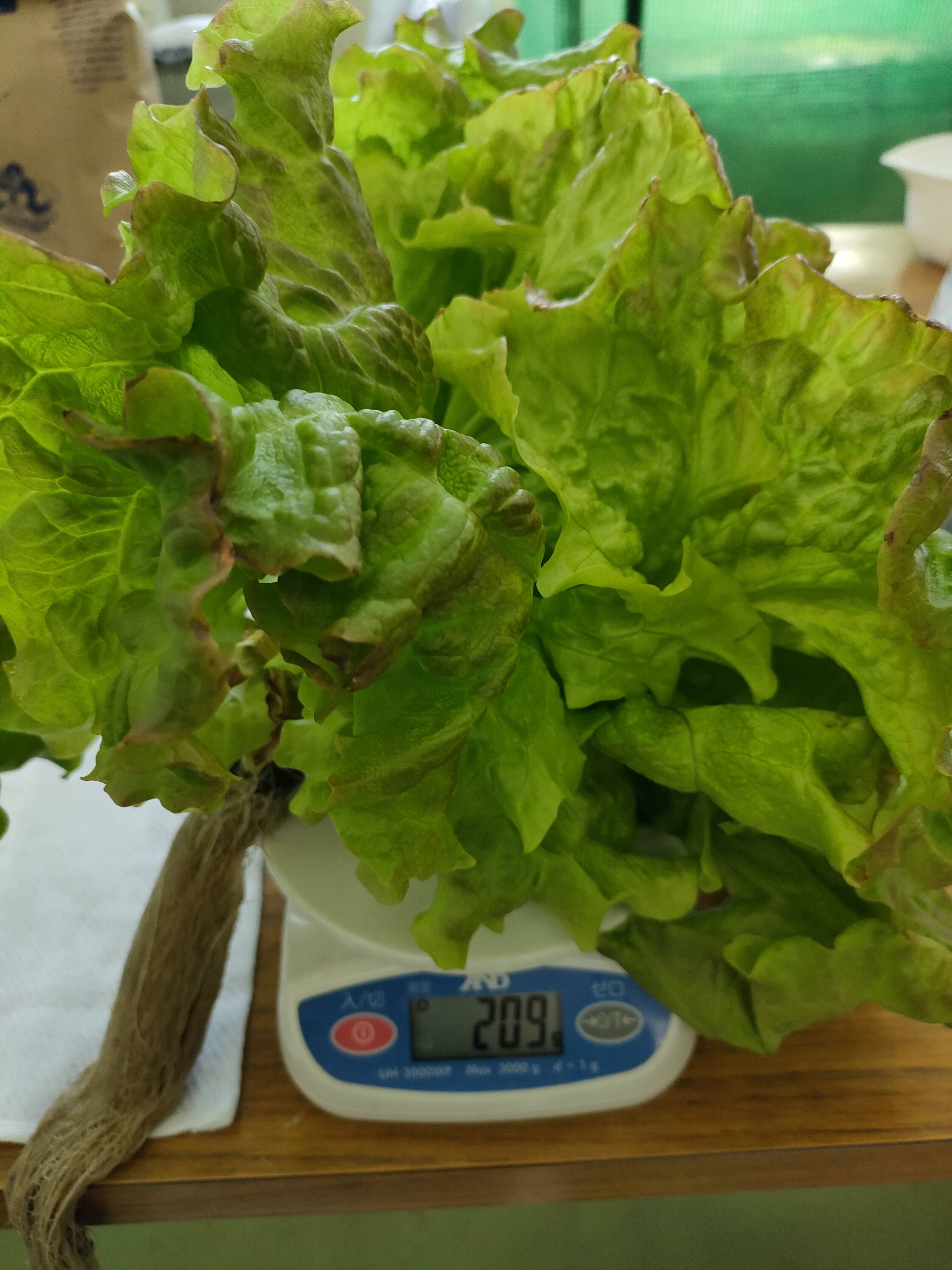 農薬、化学肥料不使用 サニーレタス4株とサンチュ(葉っぱ約15枚)の