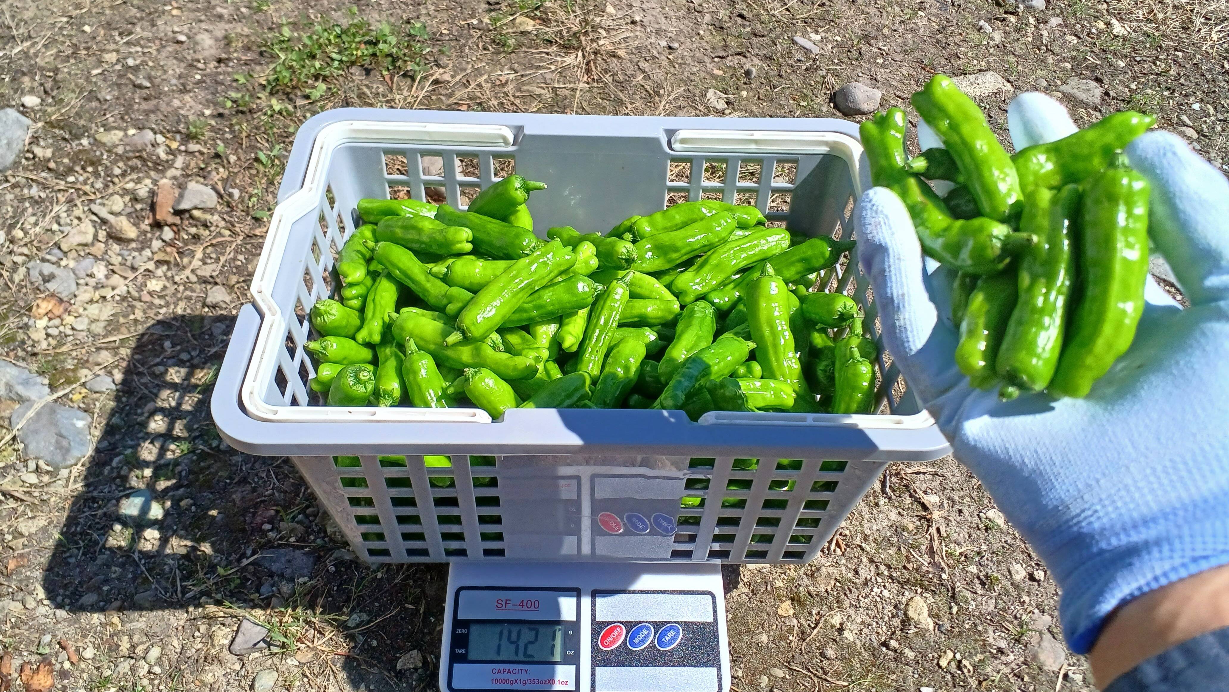 ししとう　シシトウ　減農薬　新鮮　4kg 北海道産、新鮮で辛みがほとんどないシシトウ1.4kgを届けます