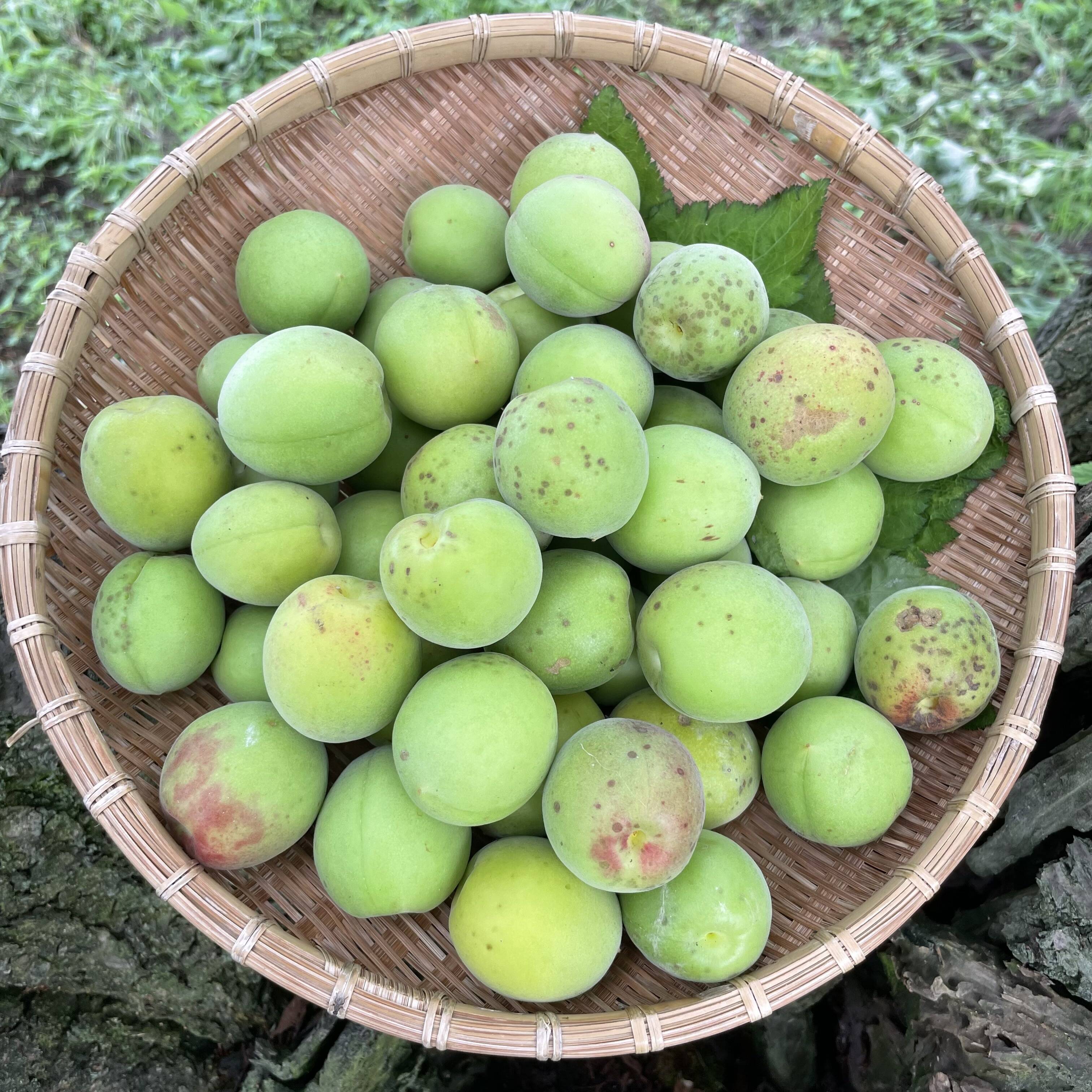 中熟梅 栽培期間中農薬不使用 化学肥料 除草剤不使用 農家直送 ご家庭