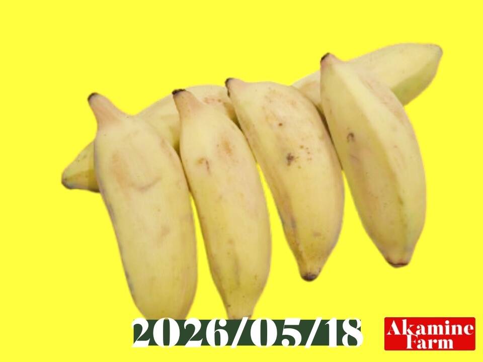 アップルバナナ10k 数量限定です！貴重『アップルバナナ』約4kg：沖縄県産のラツンダン