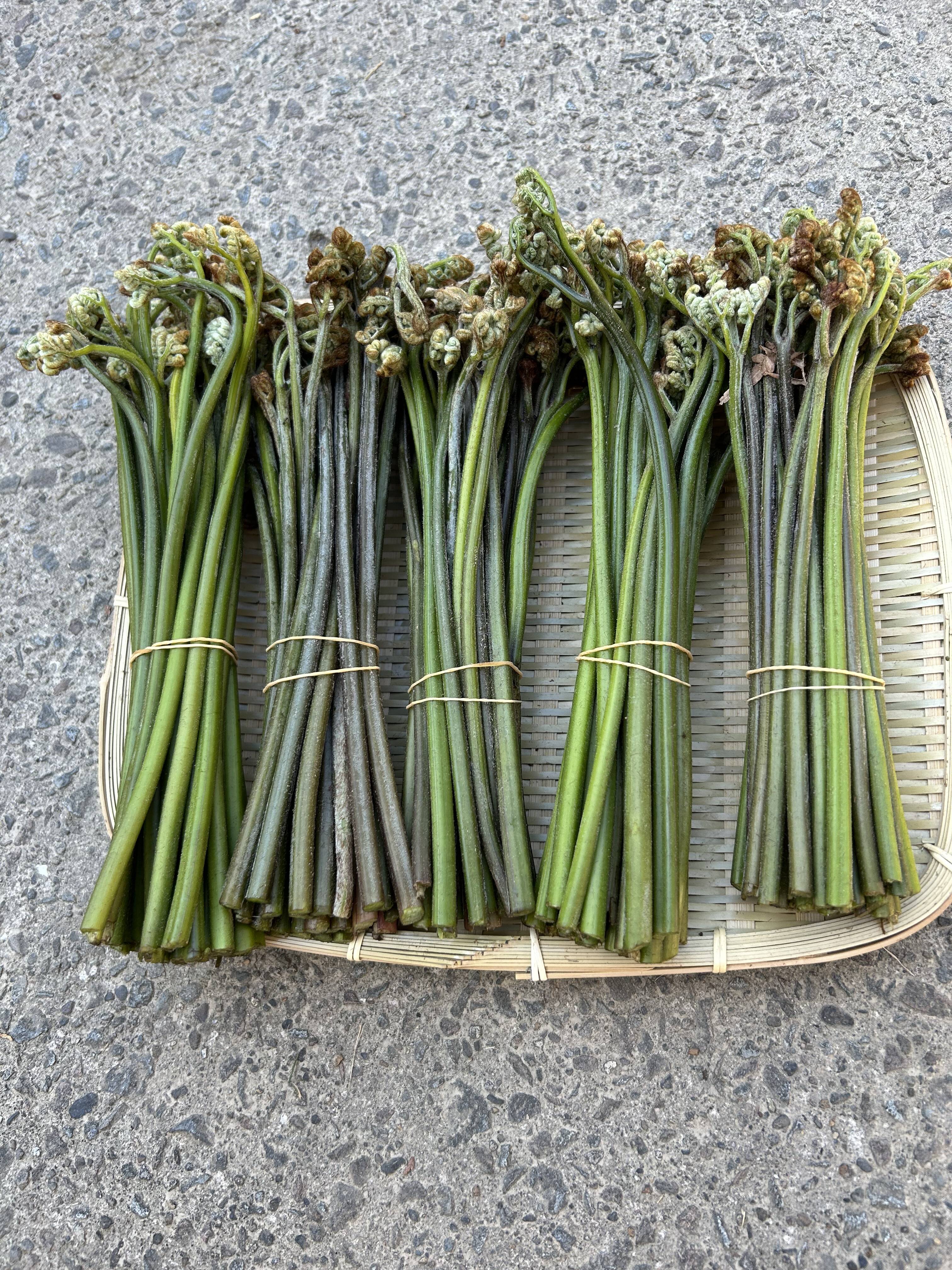 里山の天然わらび(600g)：熊本県産のワラビ｜食べチョク｜産地直送