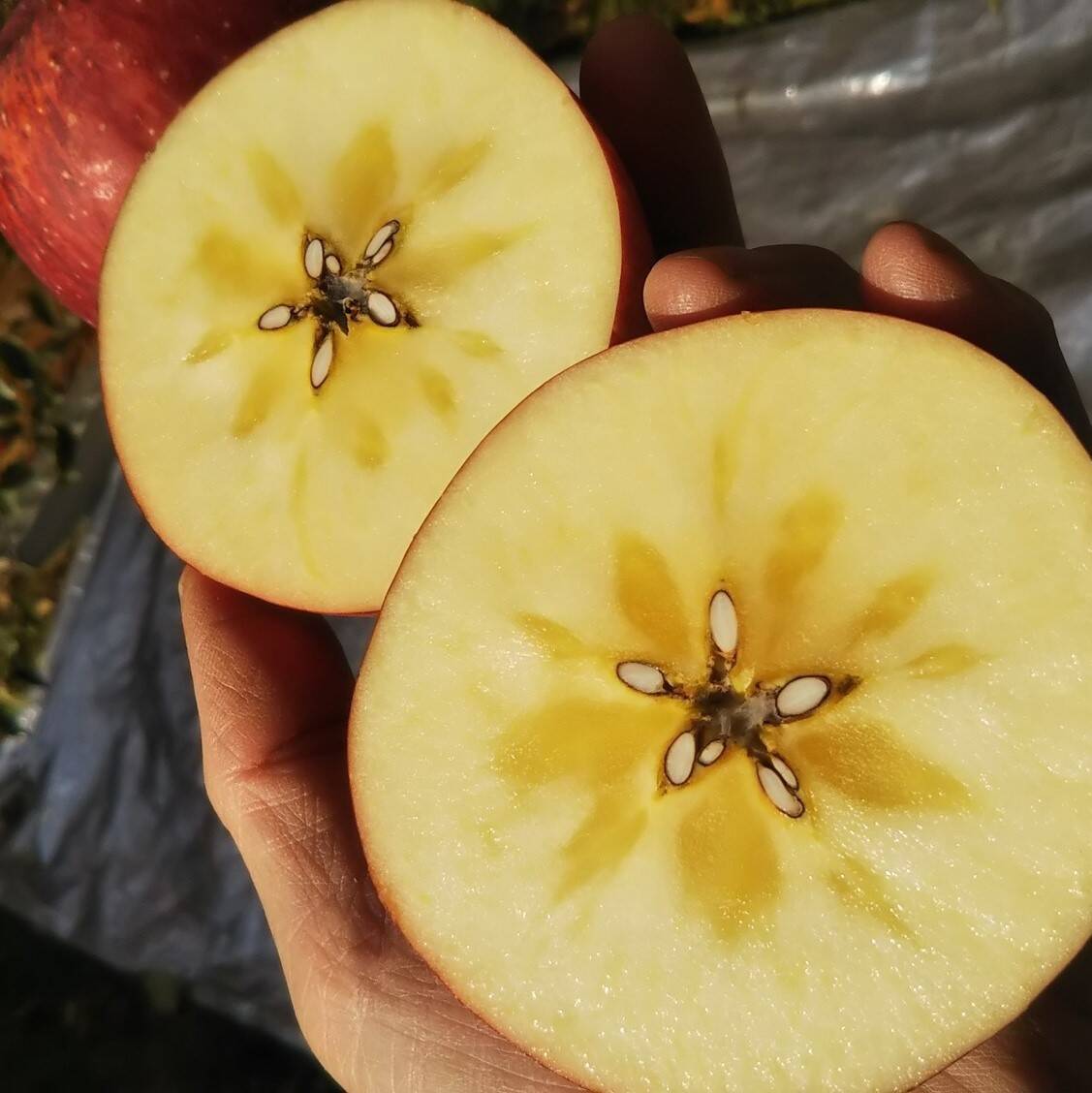 サンふじ＆はるかセット3キロ【りんご食べ比べ】：岩手県産のふじ