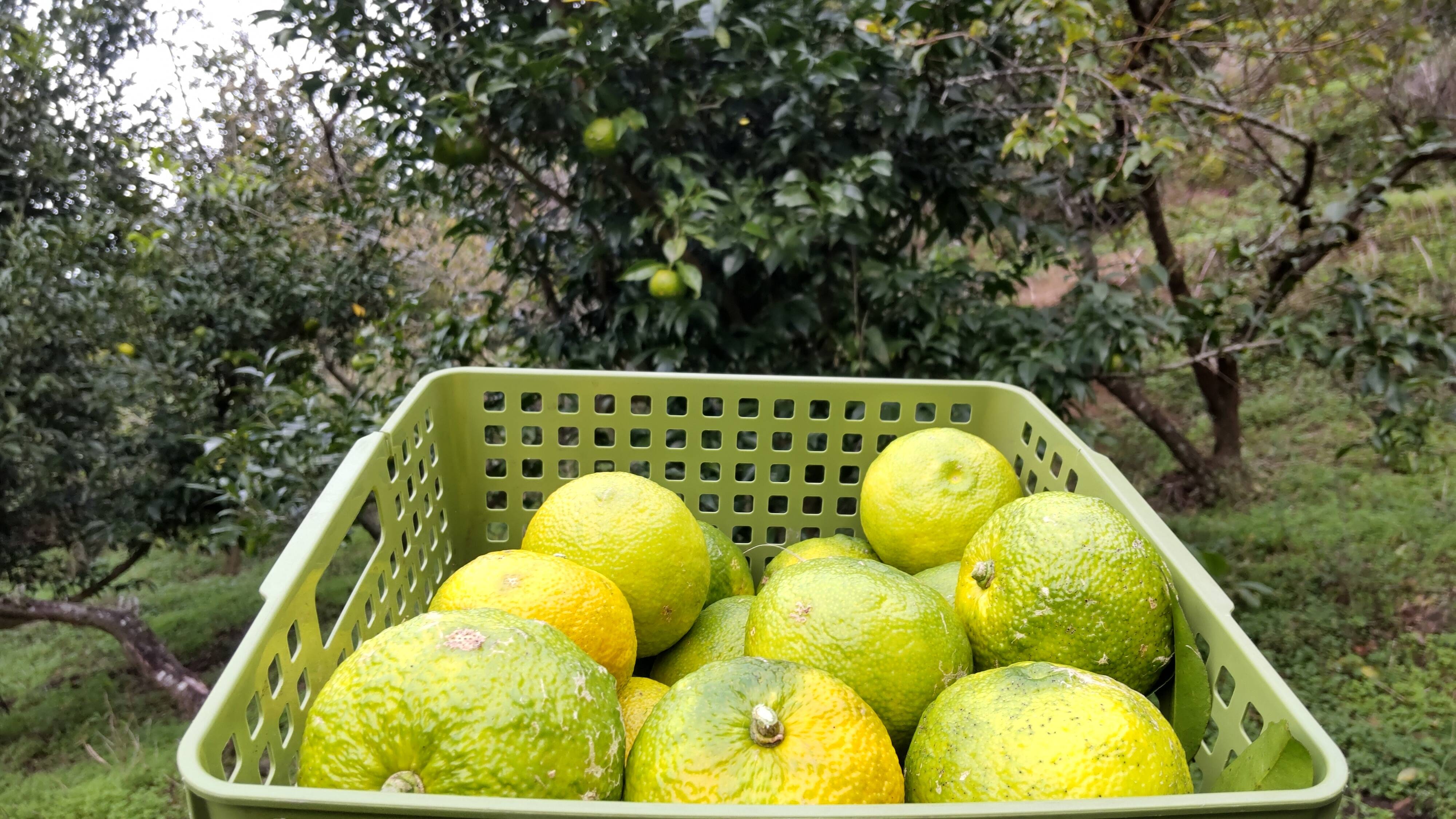 柚子（ゆず）約1kg 無農薬 京都府産 - 果物