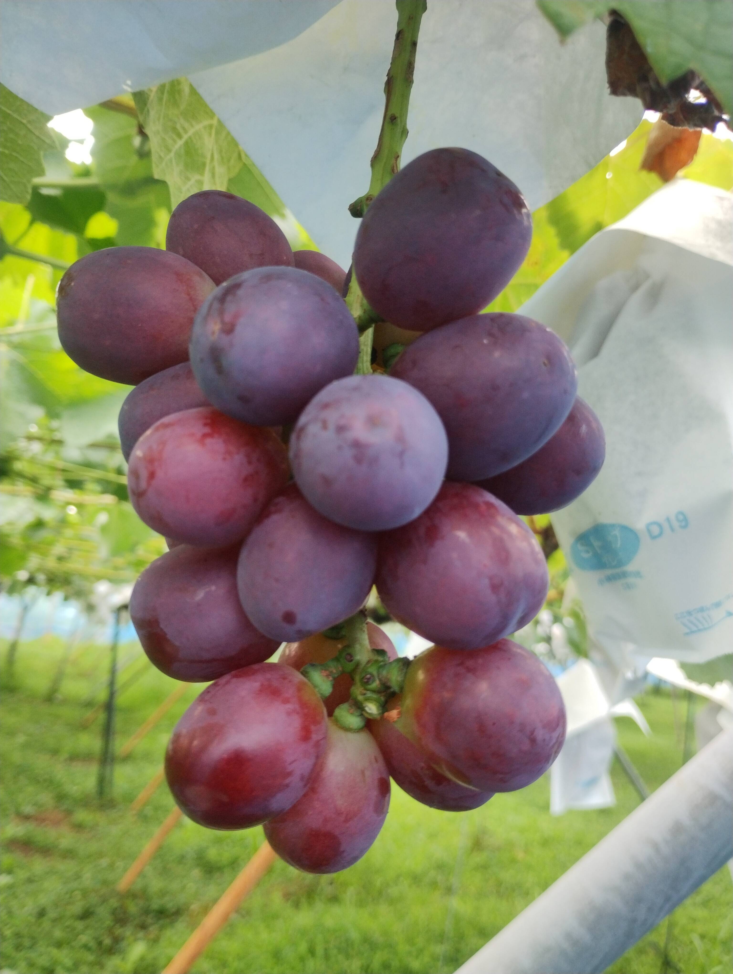 甘く美しい長野県限定品種 クイーンルージュ 800g（2～4房） 家庭用