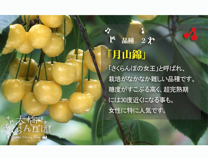 月山錦500g【予約販売】北海道・芦別産さくらんぼ【大橋さくらんぼ園