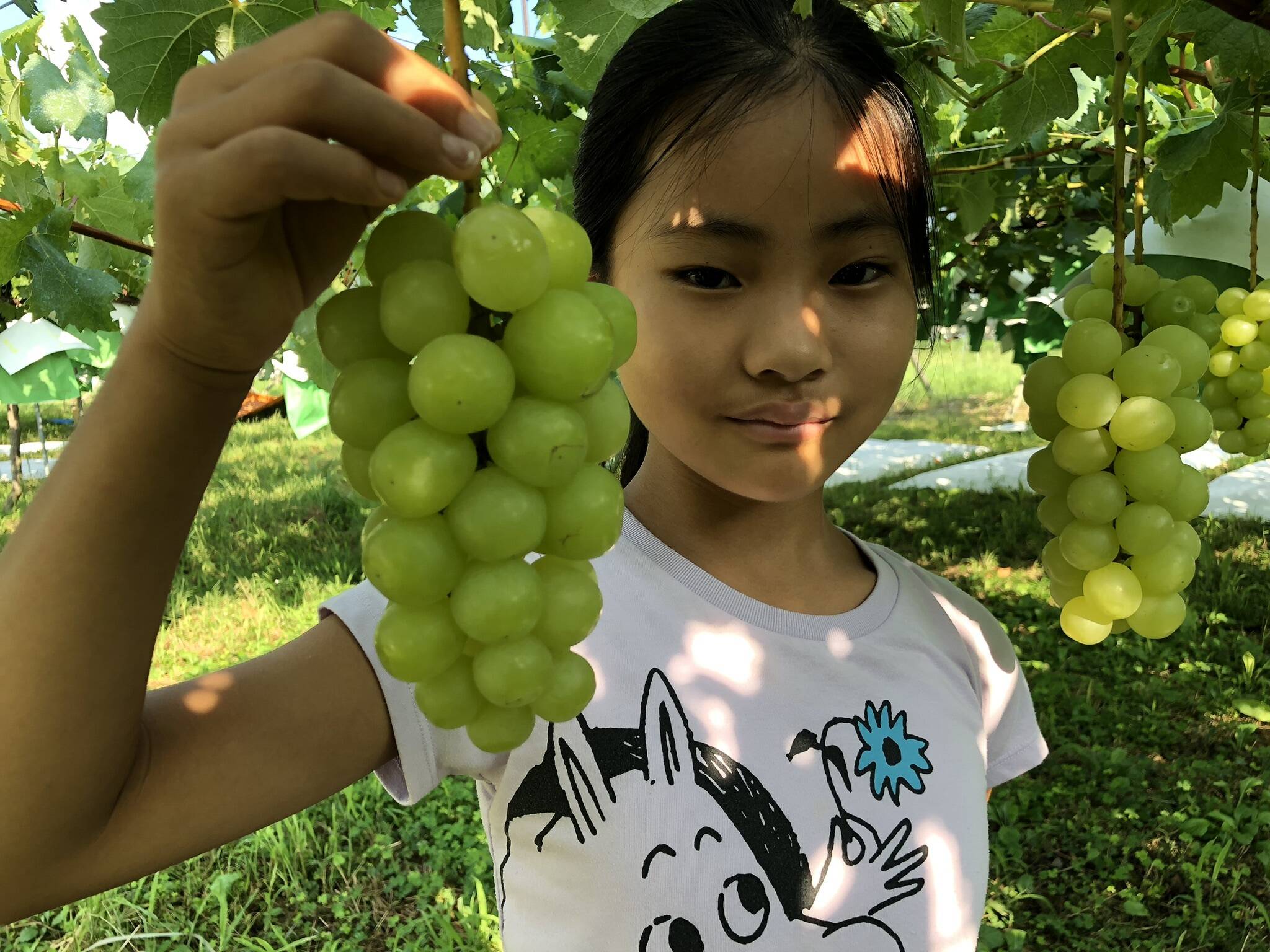マスカサーティーン【農薬節減】皮ごと美味しいシャインマスカットの