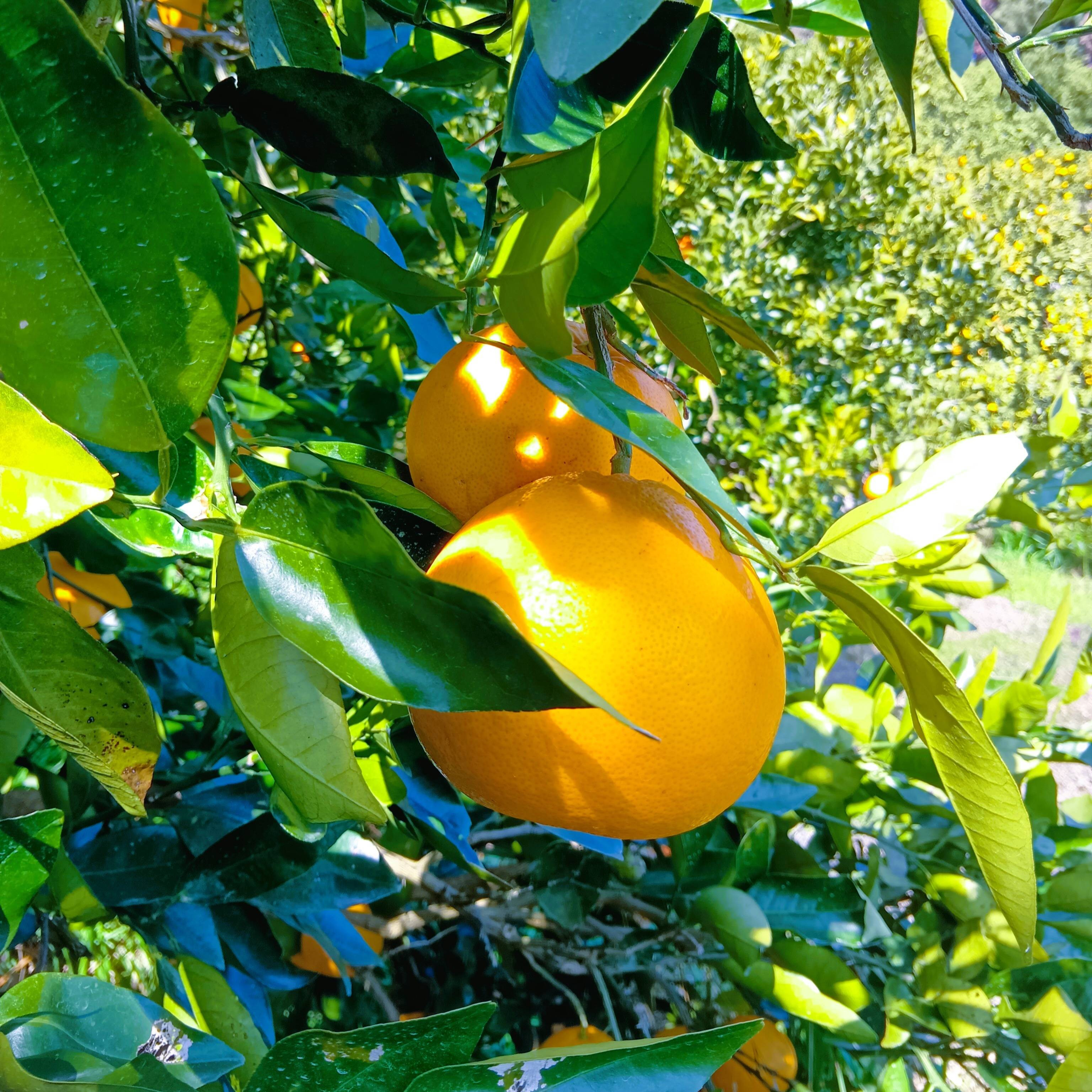 新品種】グレープフルーツ3kg 和歌山県産 サイズ混合 農薬節減 即日