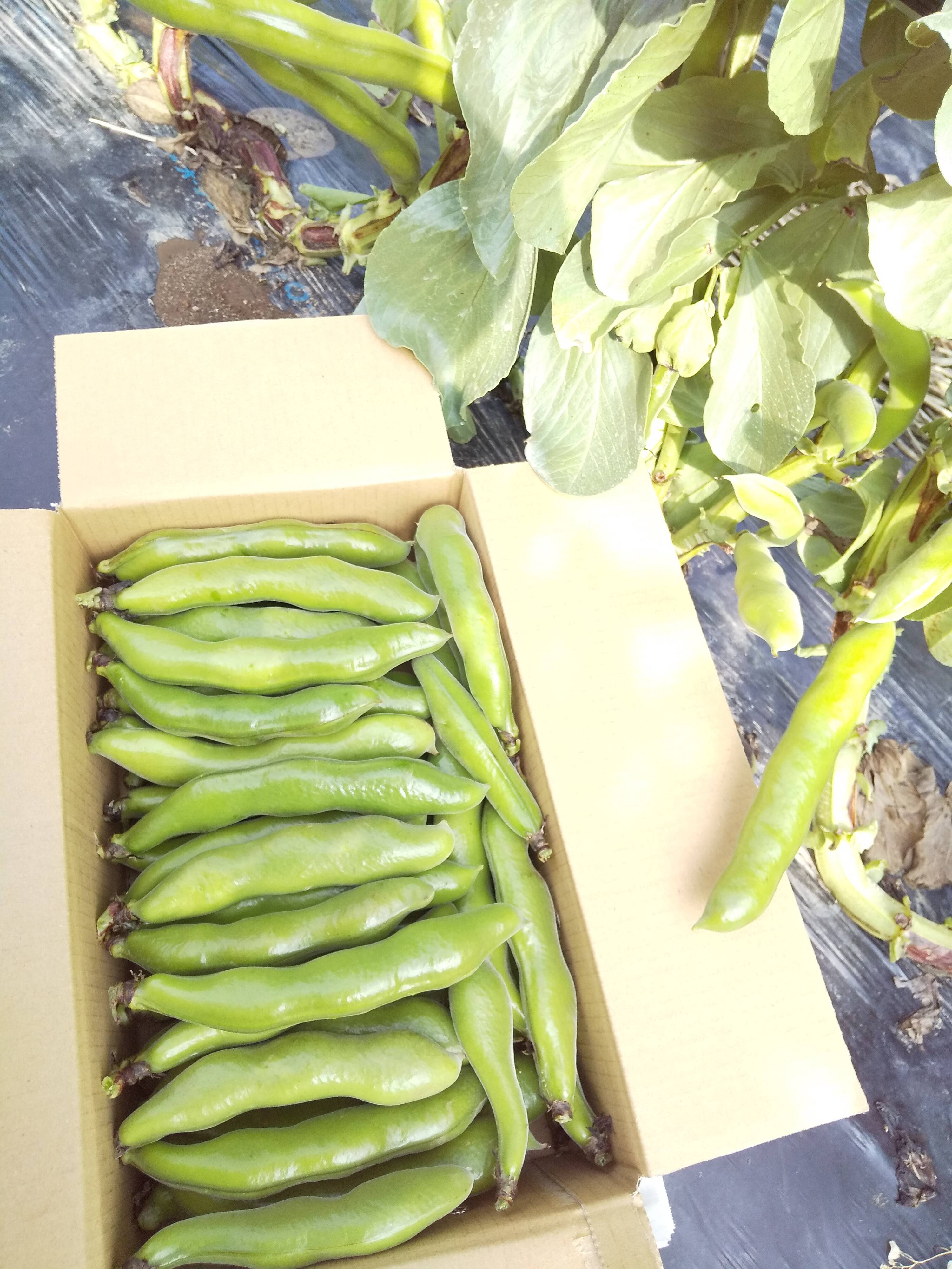 ソラマメ：長崎県産のその他そら豆｜食べチョク｜産地直送(産直)お
