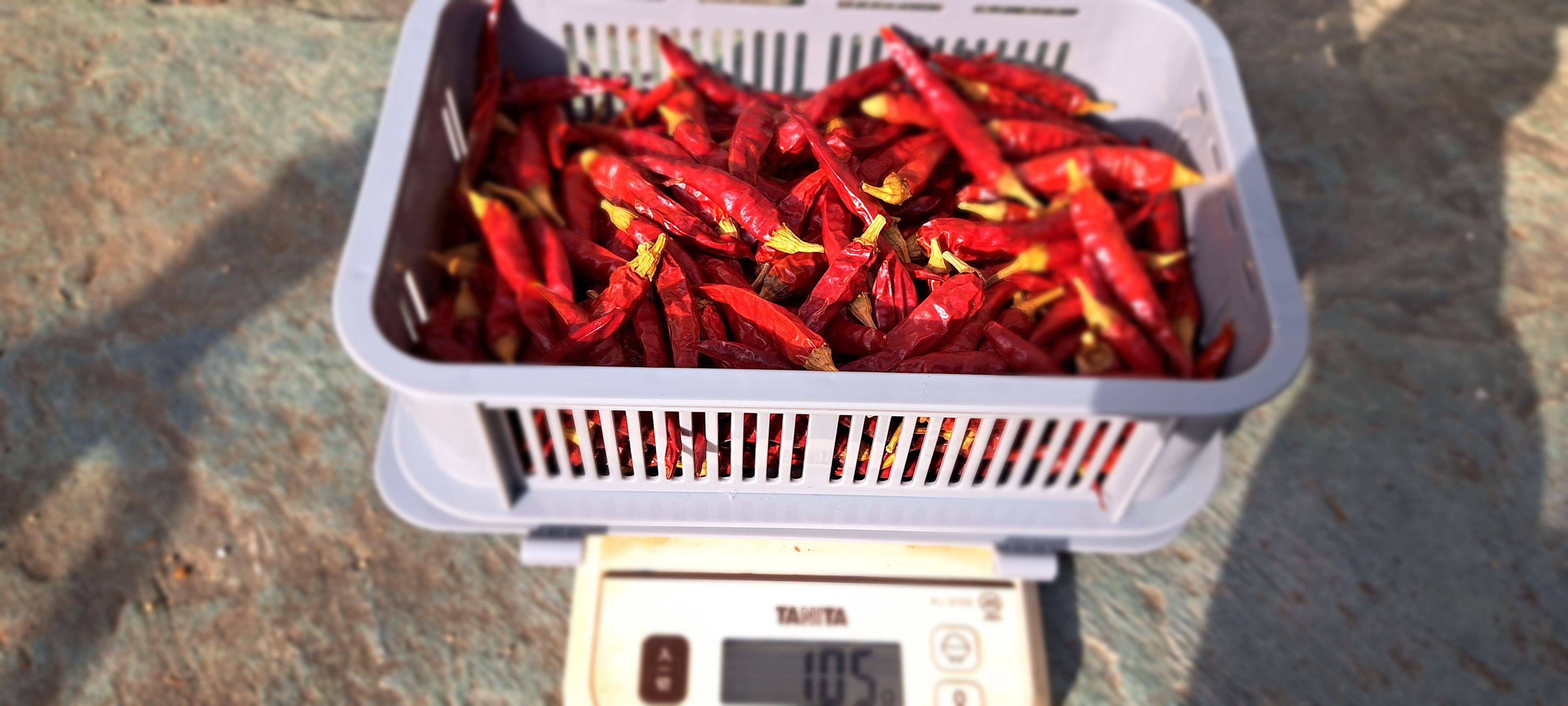 乾燥唐辛子🌶鷹の爪100g：兵庫県産の鷹の爪｜食べチョク｜産地