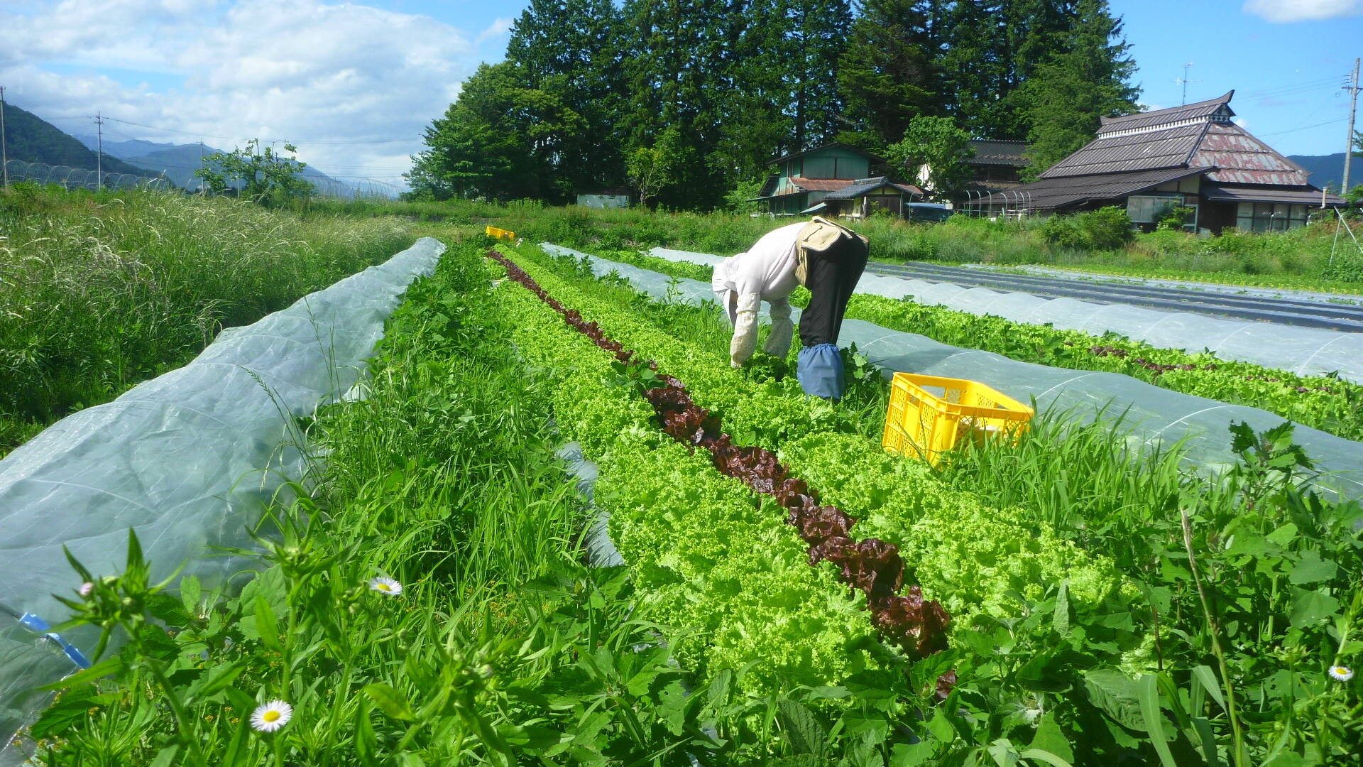 アルプス八幡農園 の紹介 長野県 食べチョク 農家 漁師の産直ネット通販 旬の食材を生産者直送