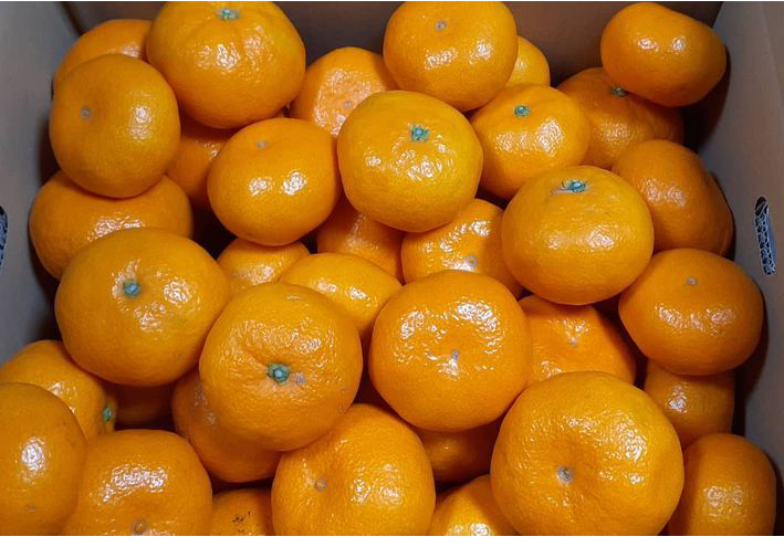 大津4号10キロ【高糖度】自宅用に 濃厚で甘く美味しいミカン：佐賀県産