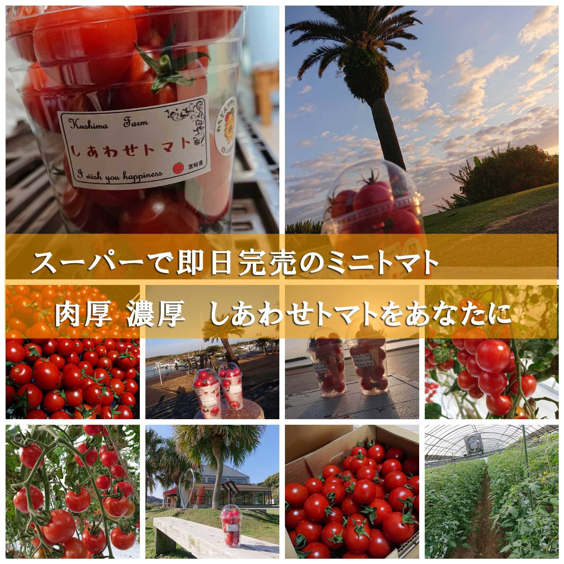 シクラメン　海の見える丘のトマト８キロ　長崎県産 img-kamome1.jpg