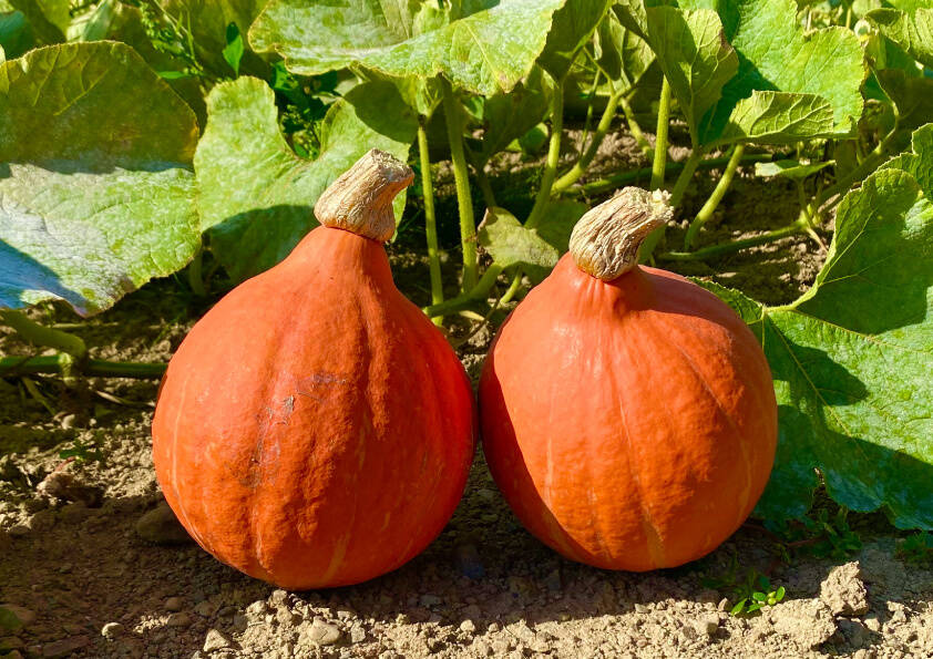 137181e7919b178d9721c4c71fcc97