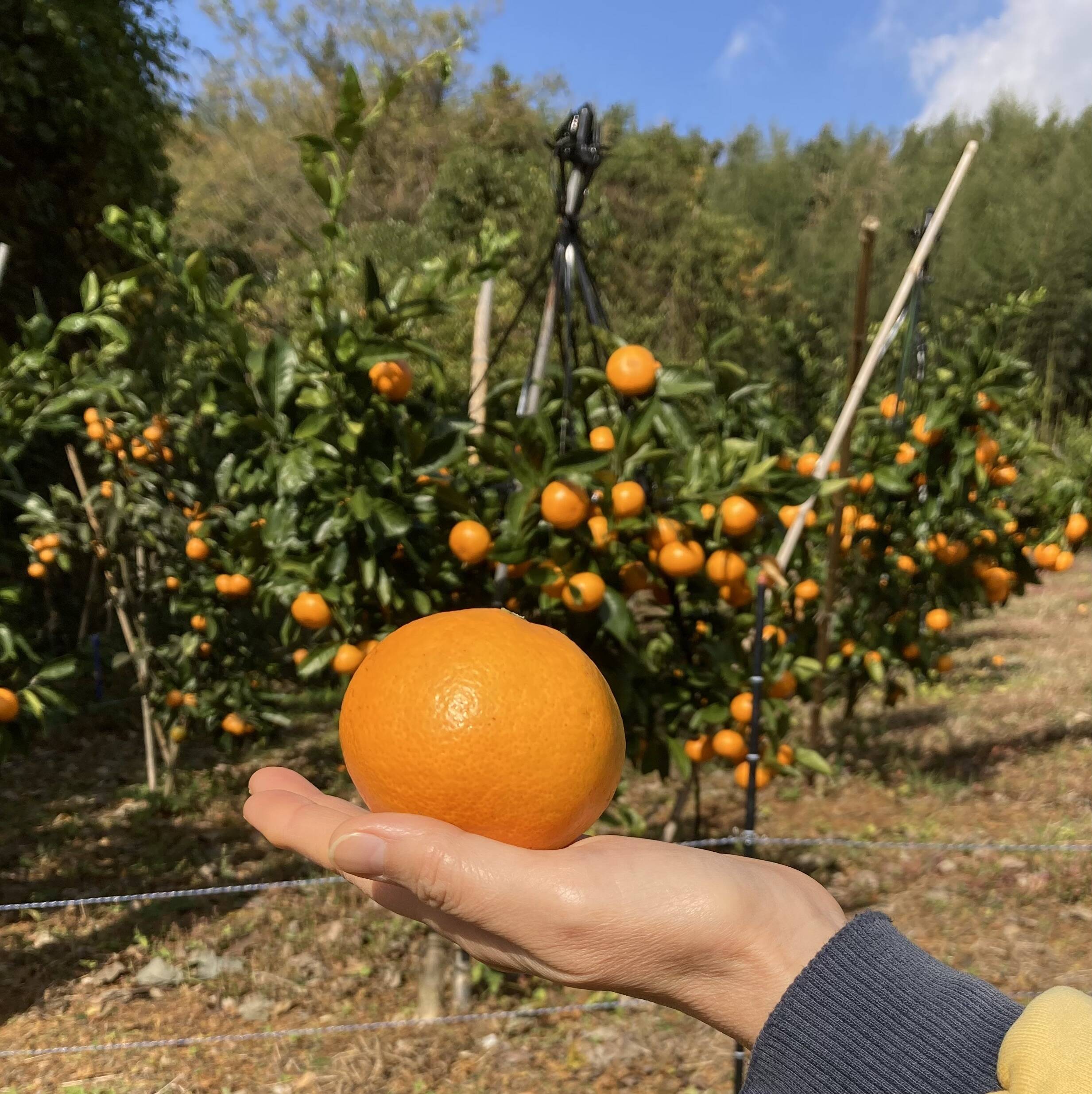 食べたらやみつき！ 糖度13度以上 『田口早生みかん』 10kg：熊本県産