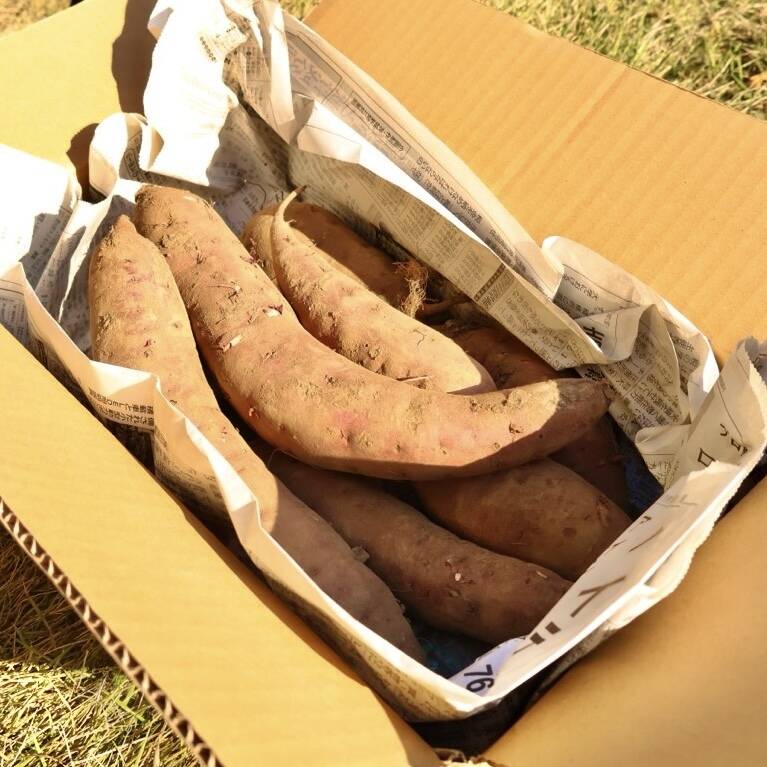 ウイルスフリー苗　べにはるか　200本　　さつまいも　茨城県ひたちなか産 ウイルスフリー苗 べにはるか 200本 さつまいも 茨城県ひたちなか産