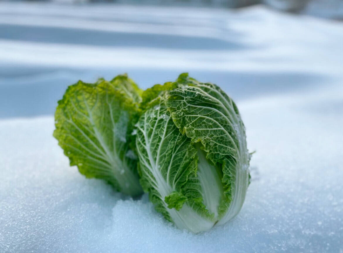 珠玉の緑宝、雪中白菜のお届けに参りました」 ≪雪国で育まれた水分
