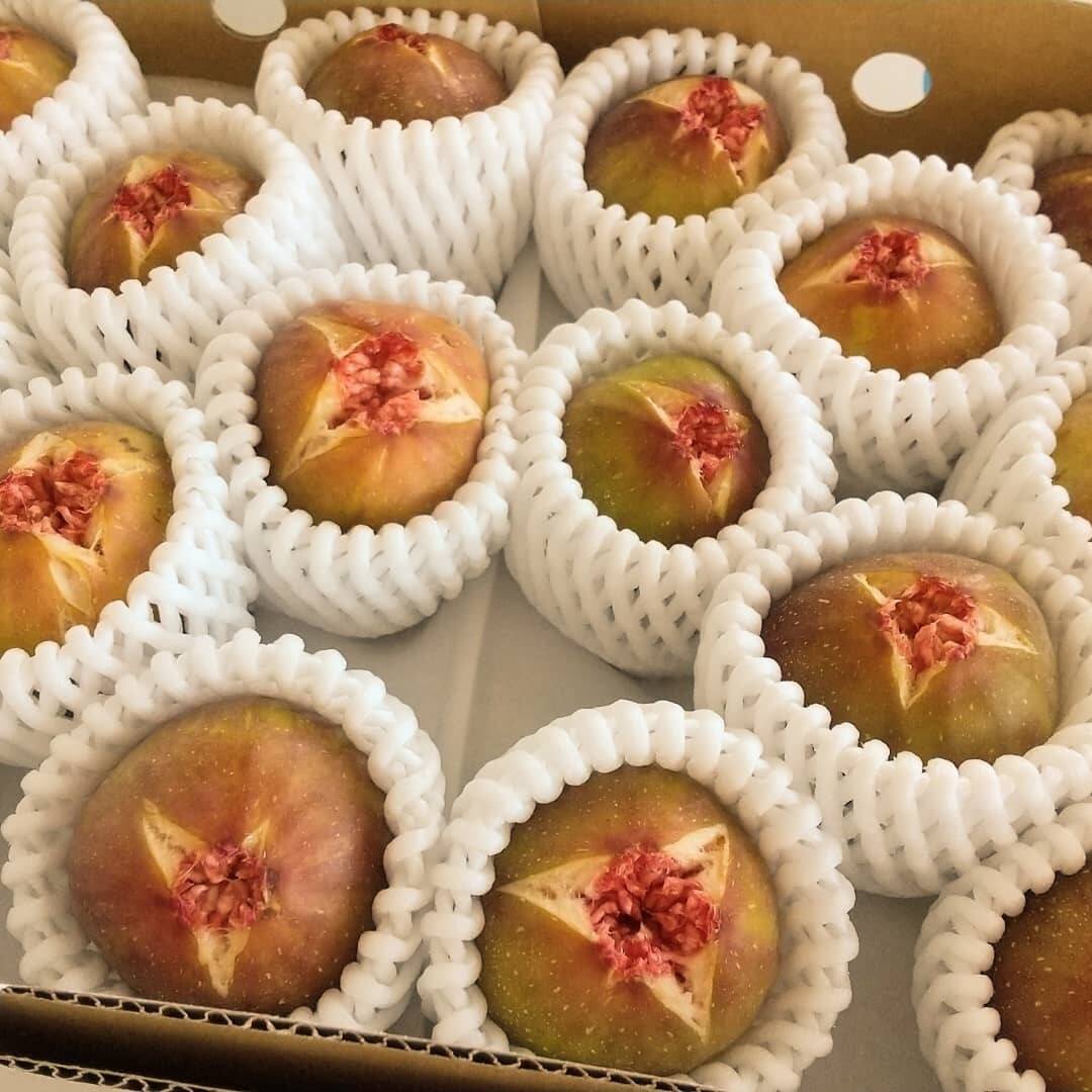 いちじく「蓬莱柿(ホウライシ)」、ご注文受付中です！｜食べチョク