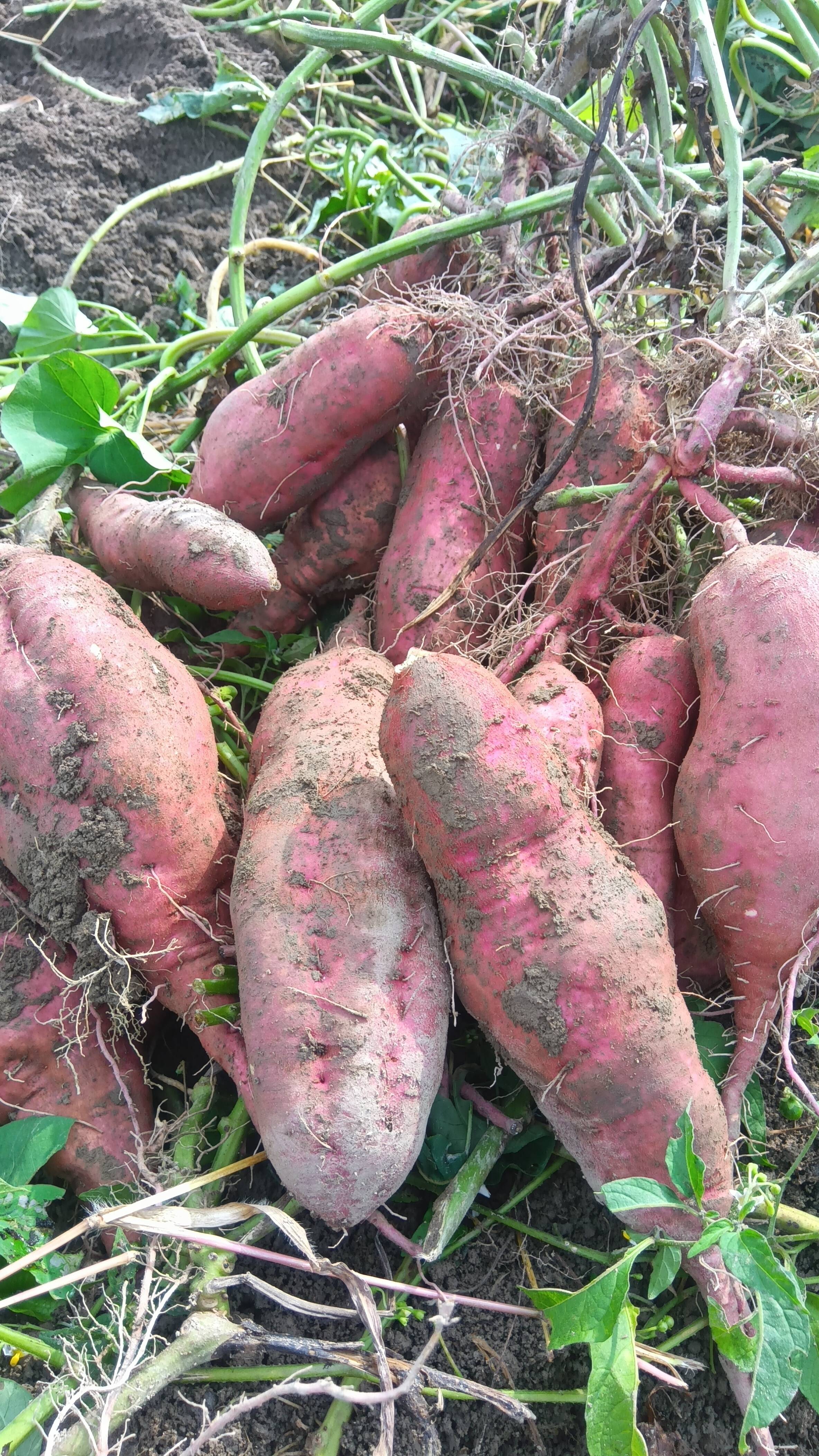 さつまいも 自然栽培、肥料農薬不使用、自家採種：和歌山県産の高系14