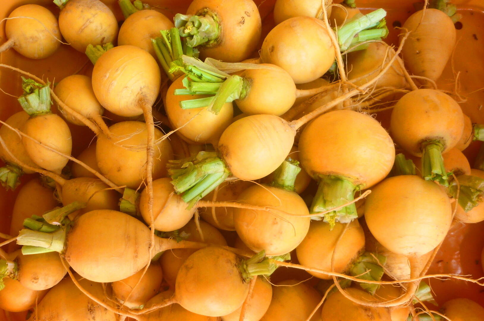楽しい食卓！カラフル野菜セット6品目～農薬/化学肥料・不使用：長野県